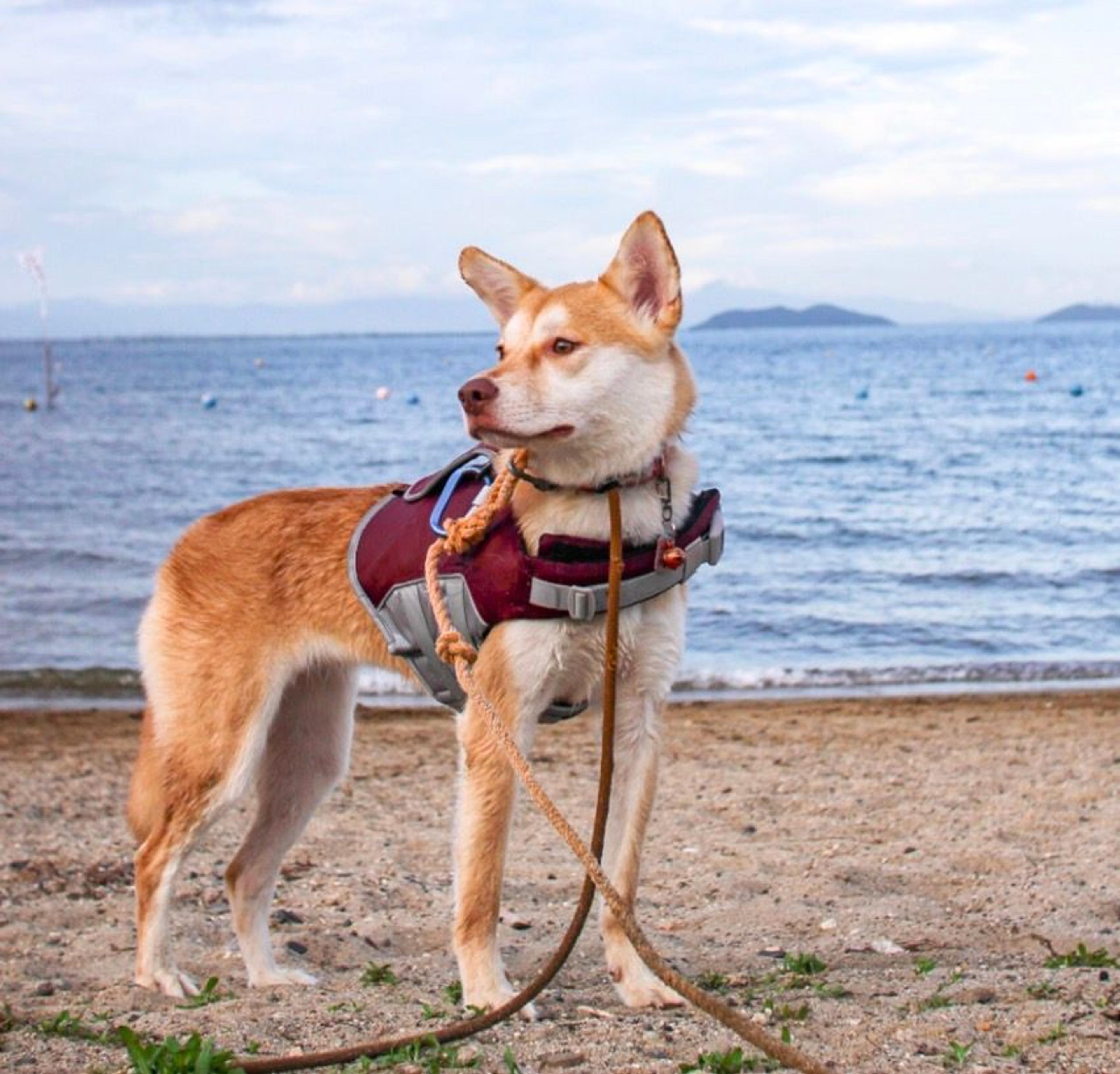 pet-image-2