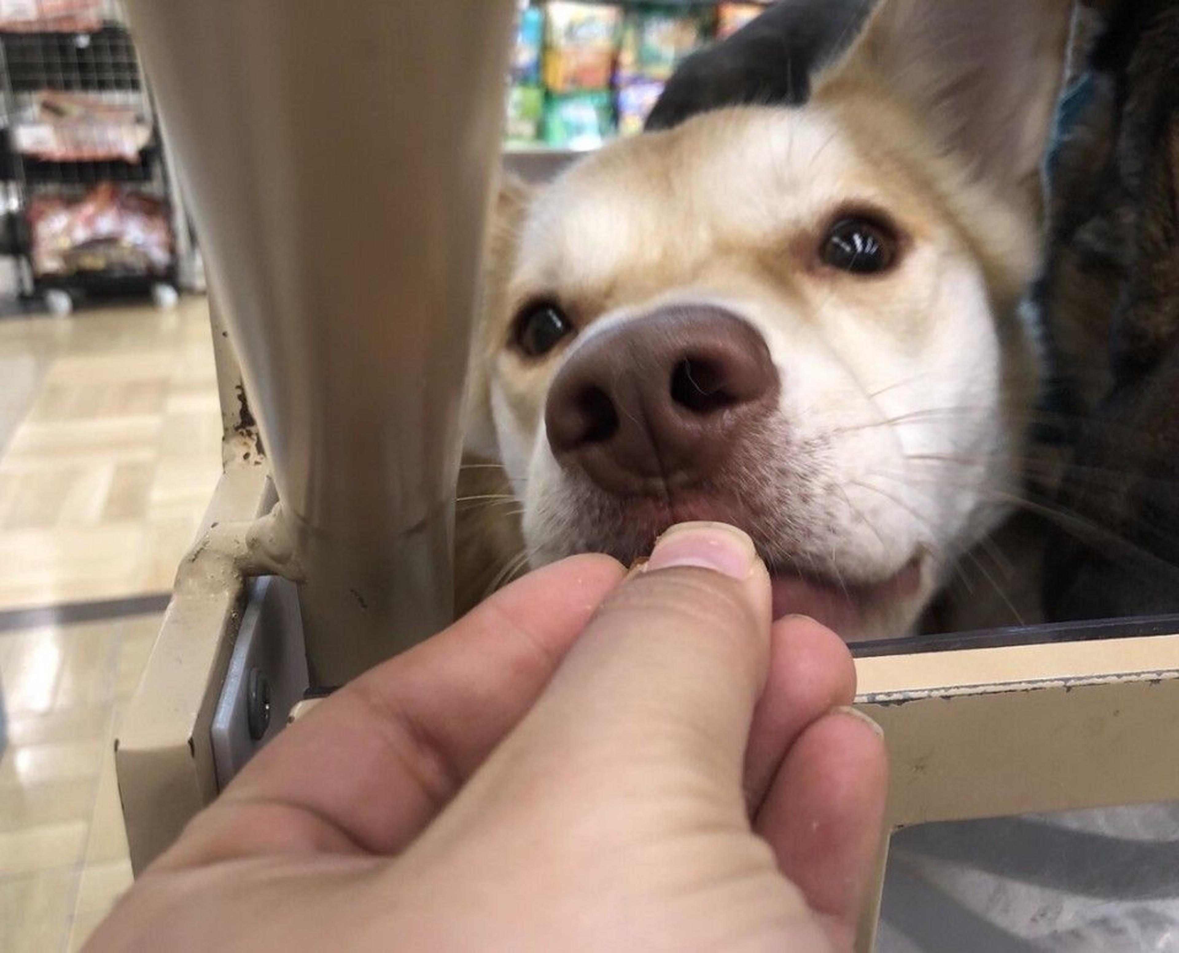 pet-image-4