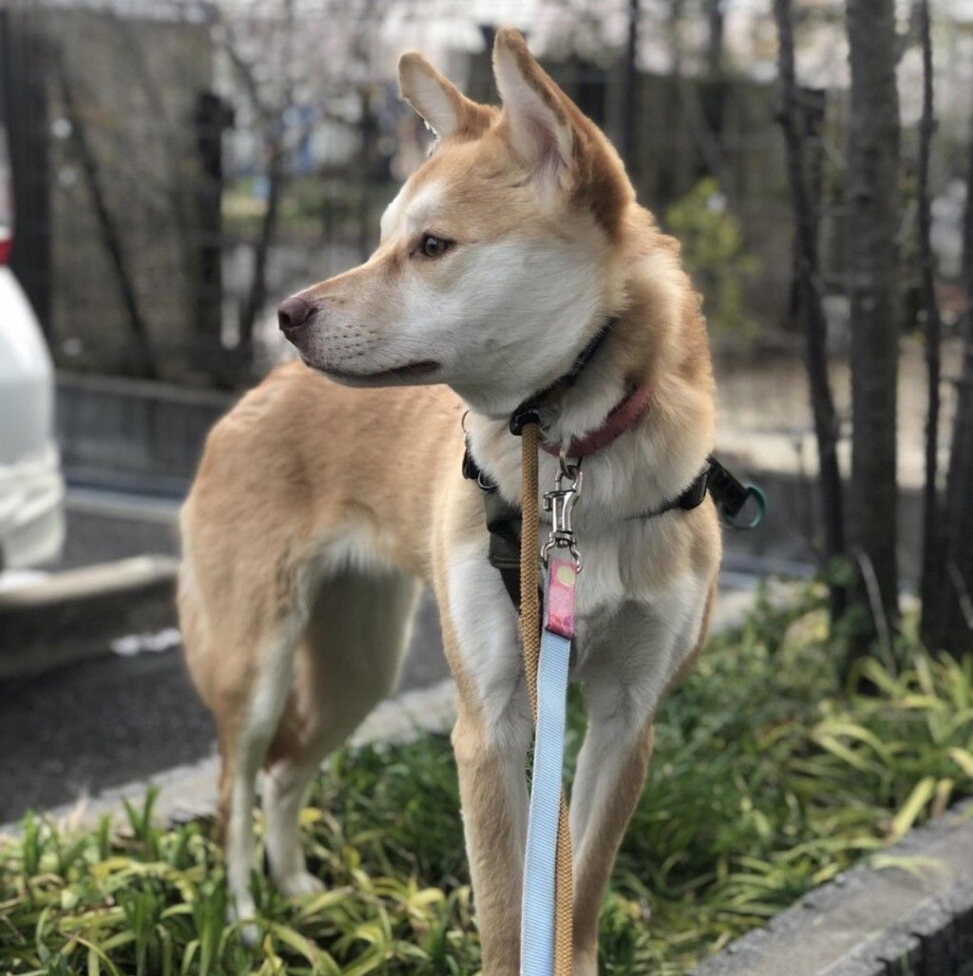pet-image-5