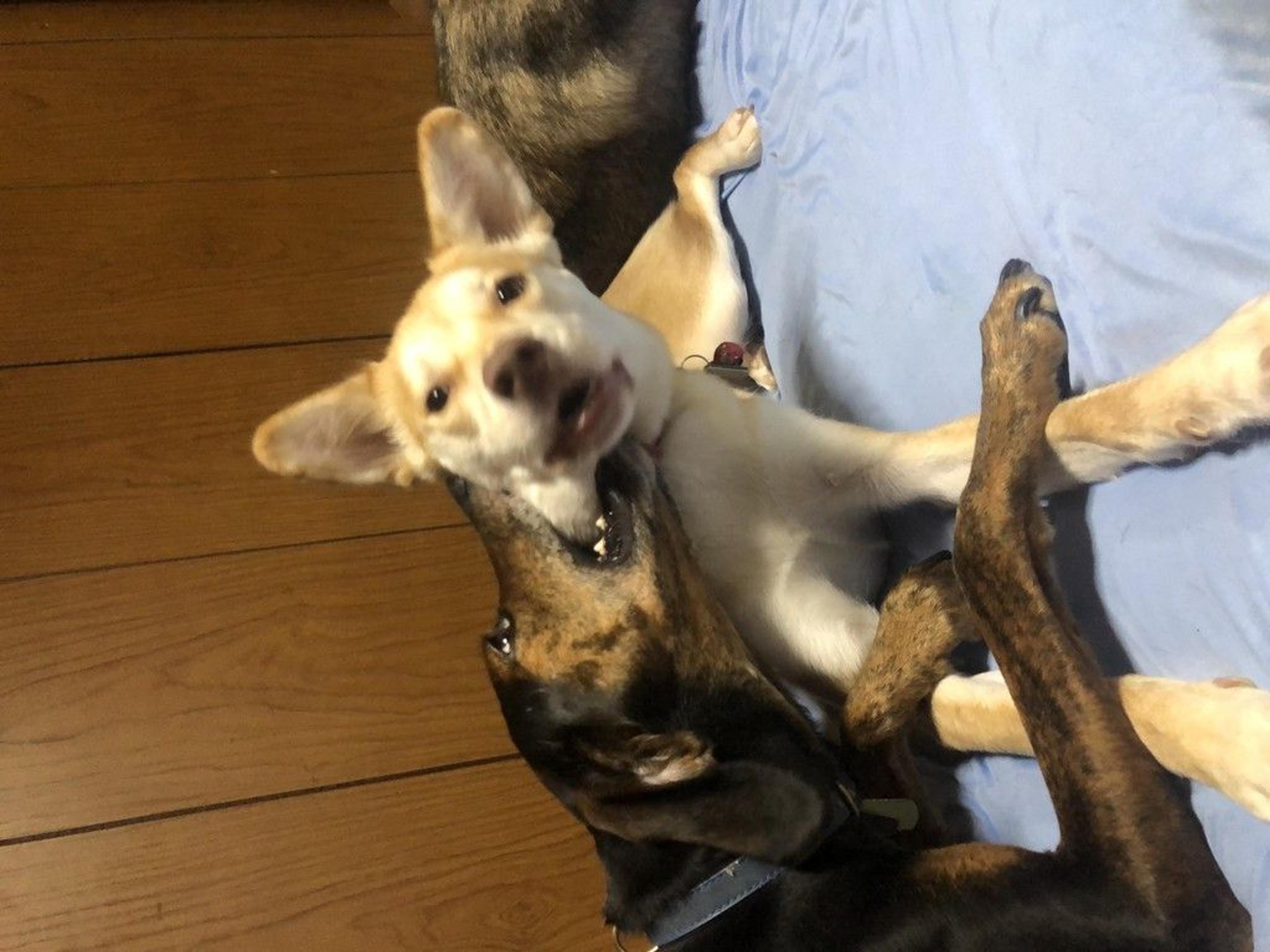 pet-image-7