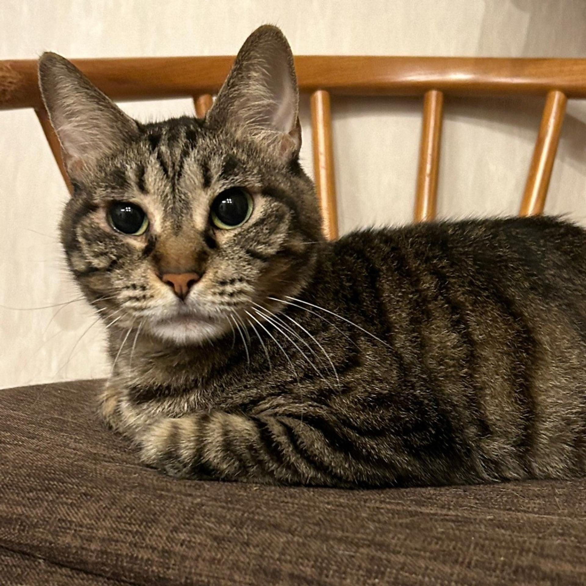 pet-image-7