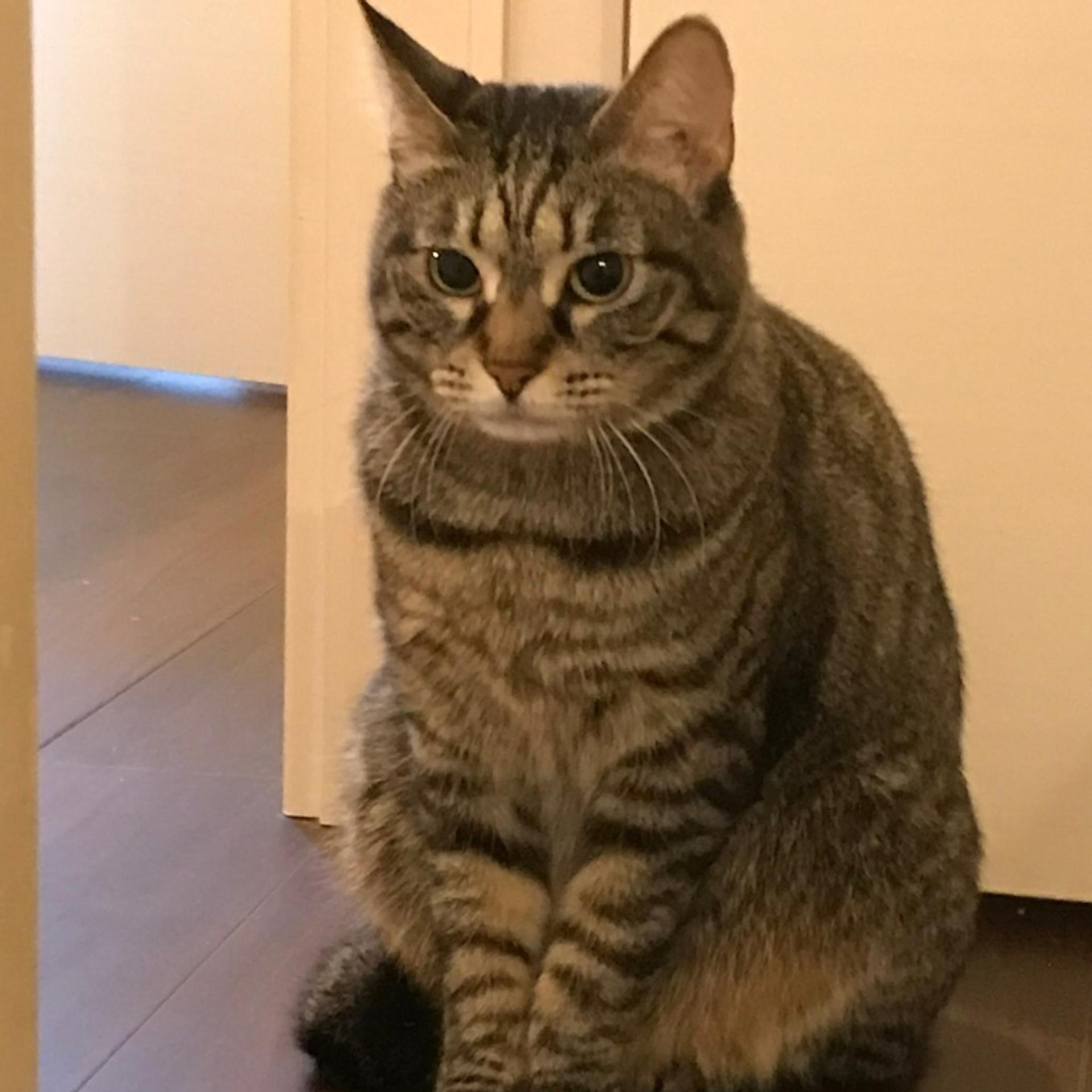 pet-image-5