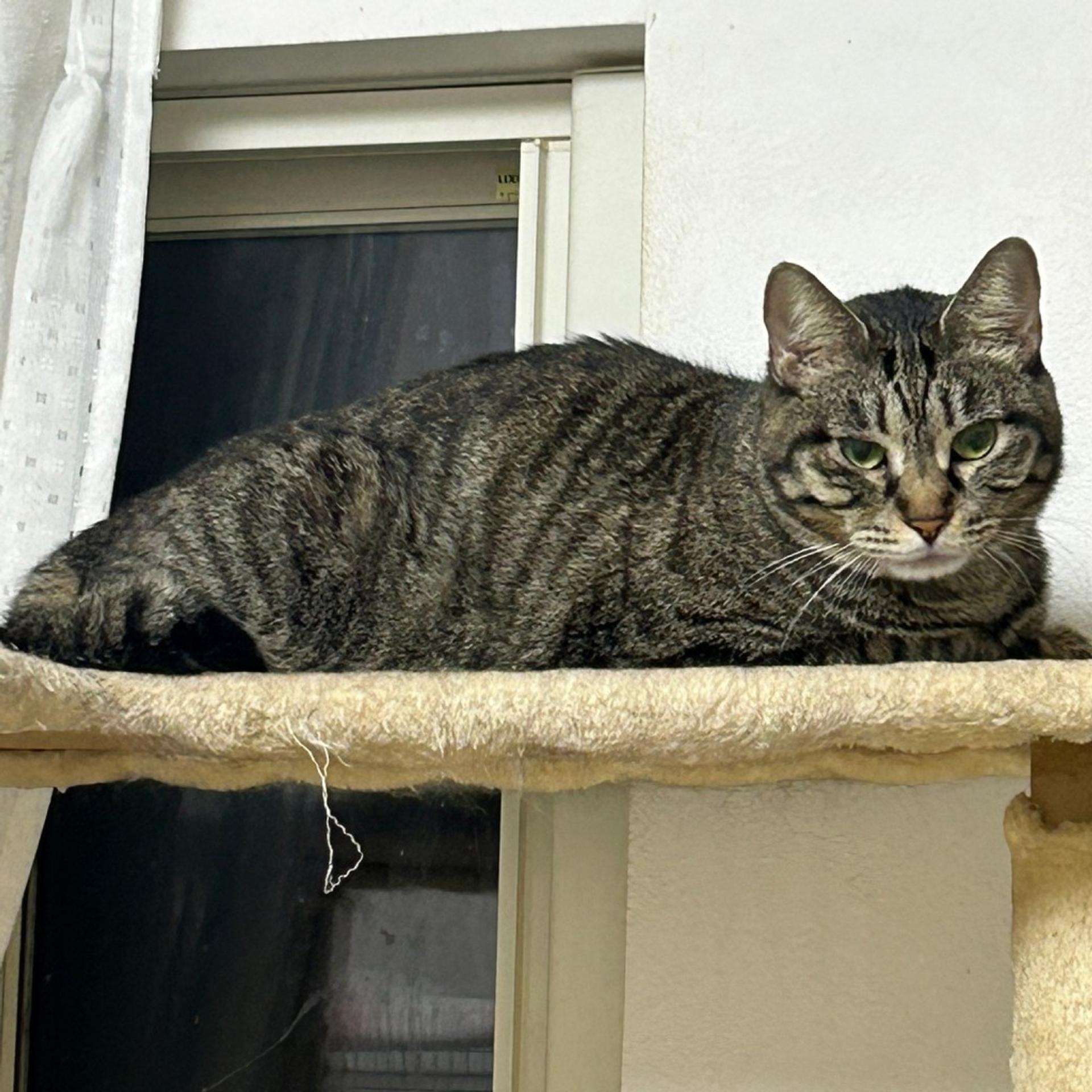 pet-image-2