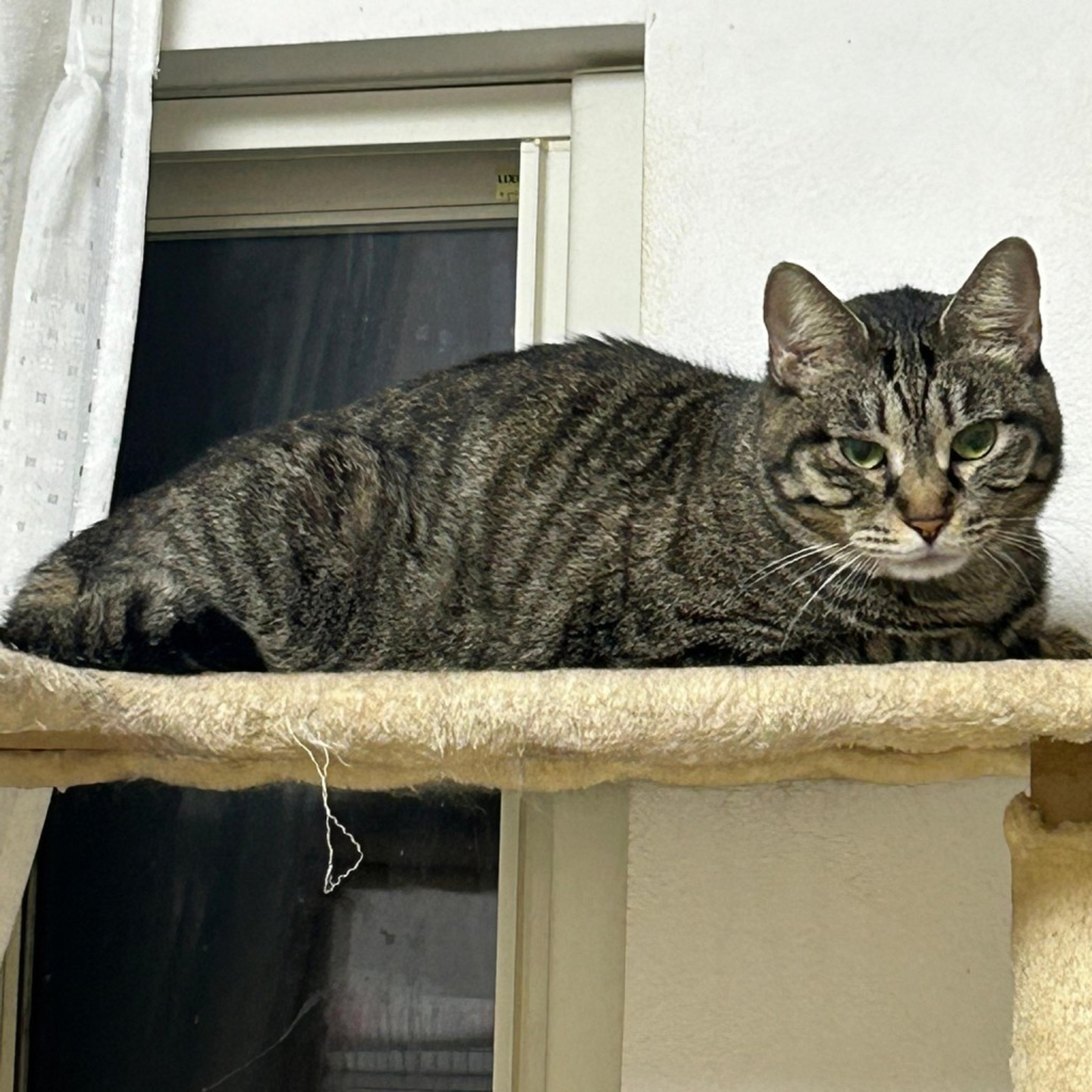 pet-image-2