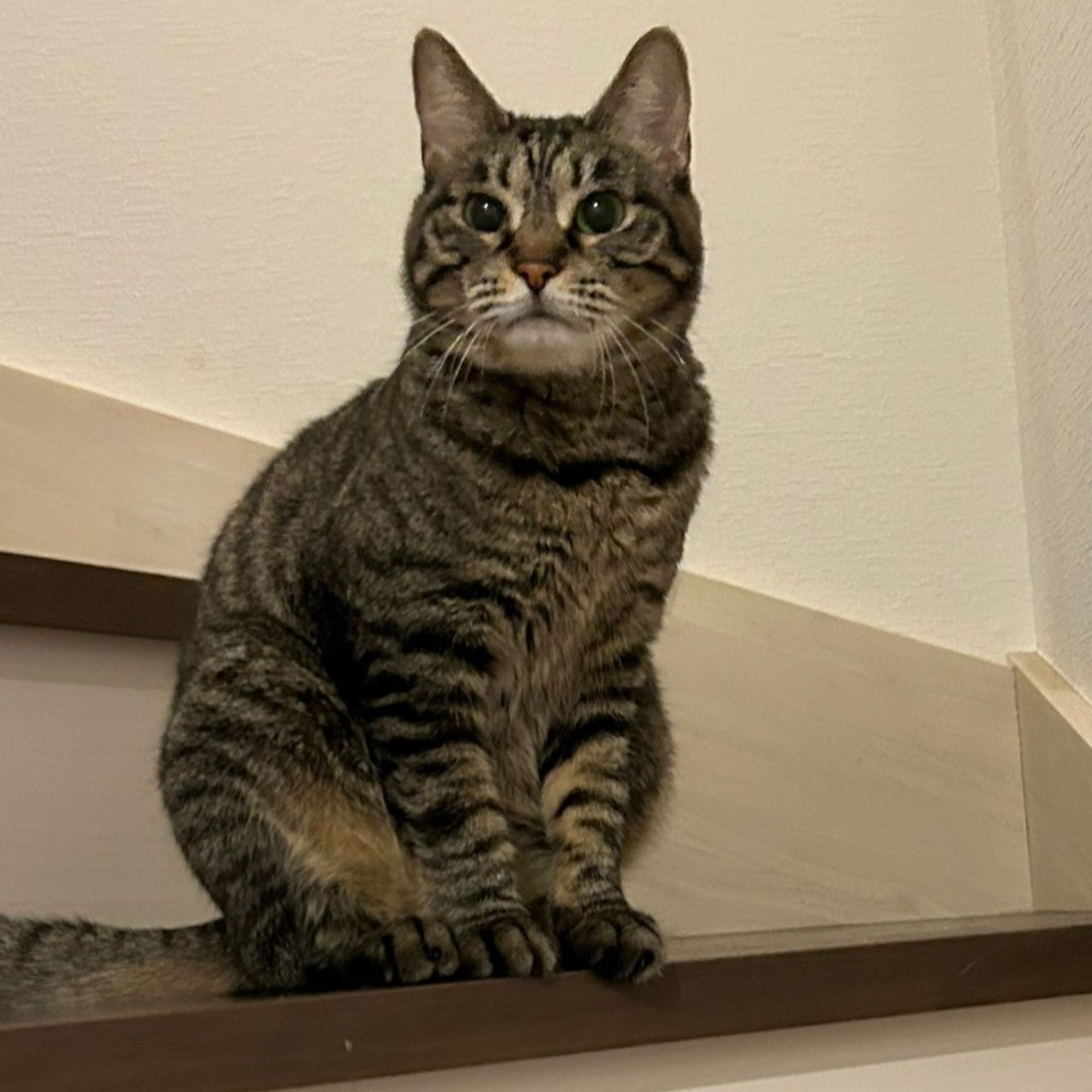 雑種（ミックス猫）・メスの里親募集の写真