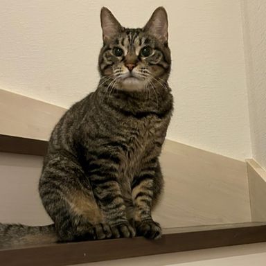 クシナ