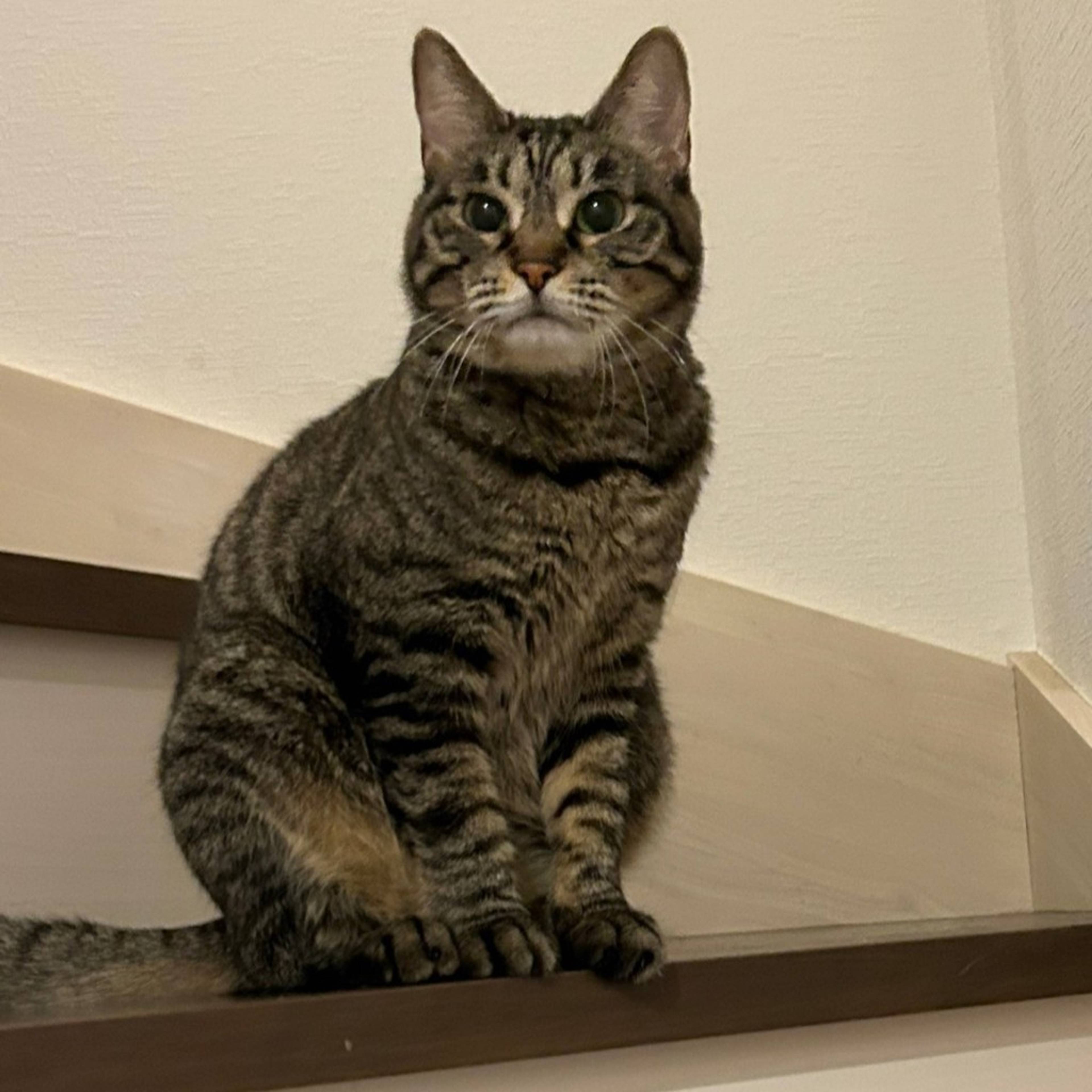 雑種（ミックス猫）・メスの里親募集の写真