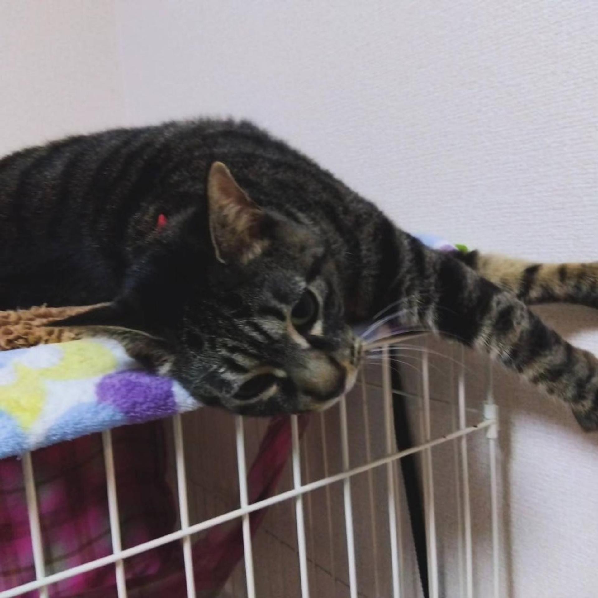pet-image-9