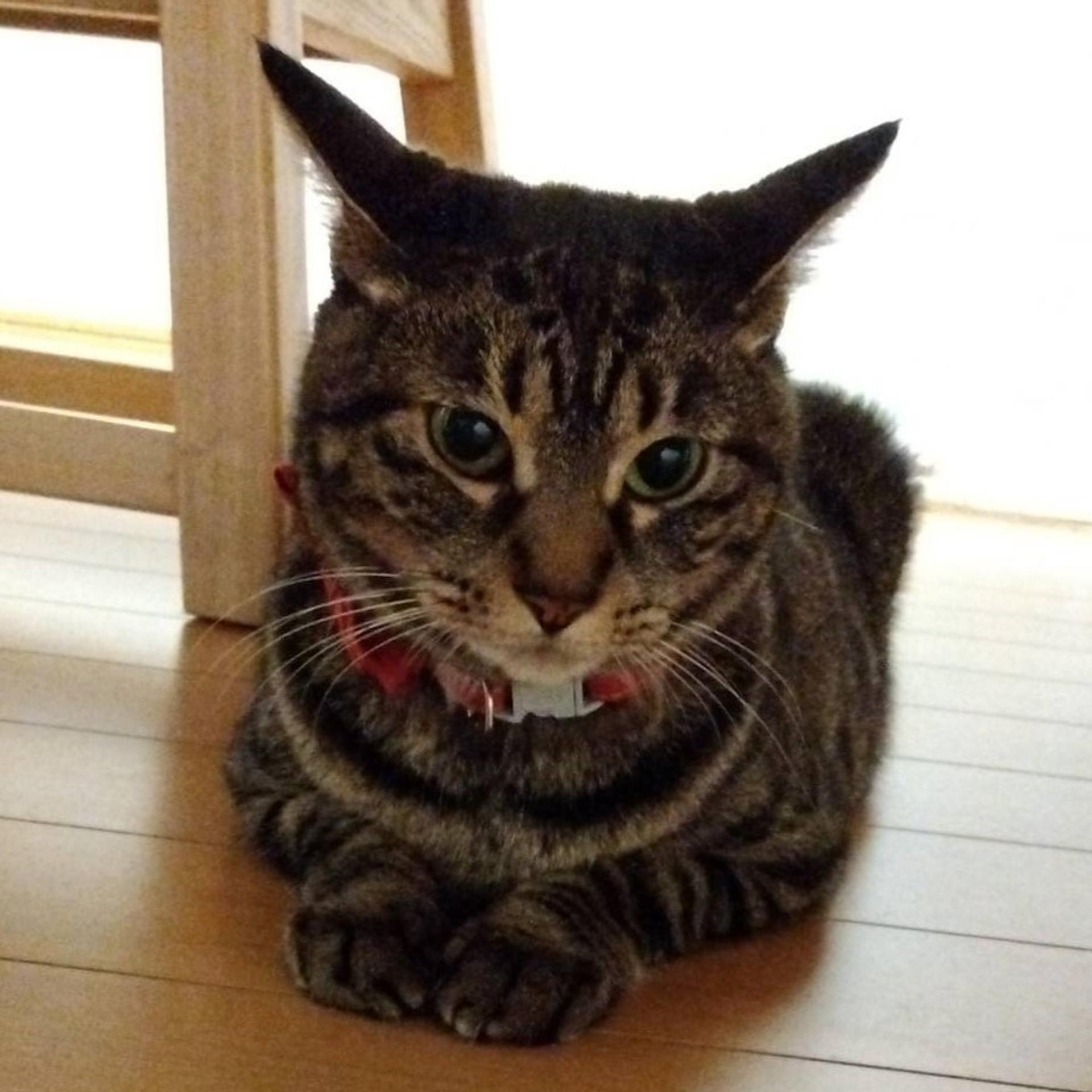 pet-image-3