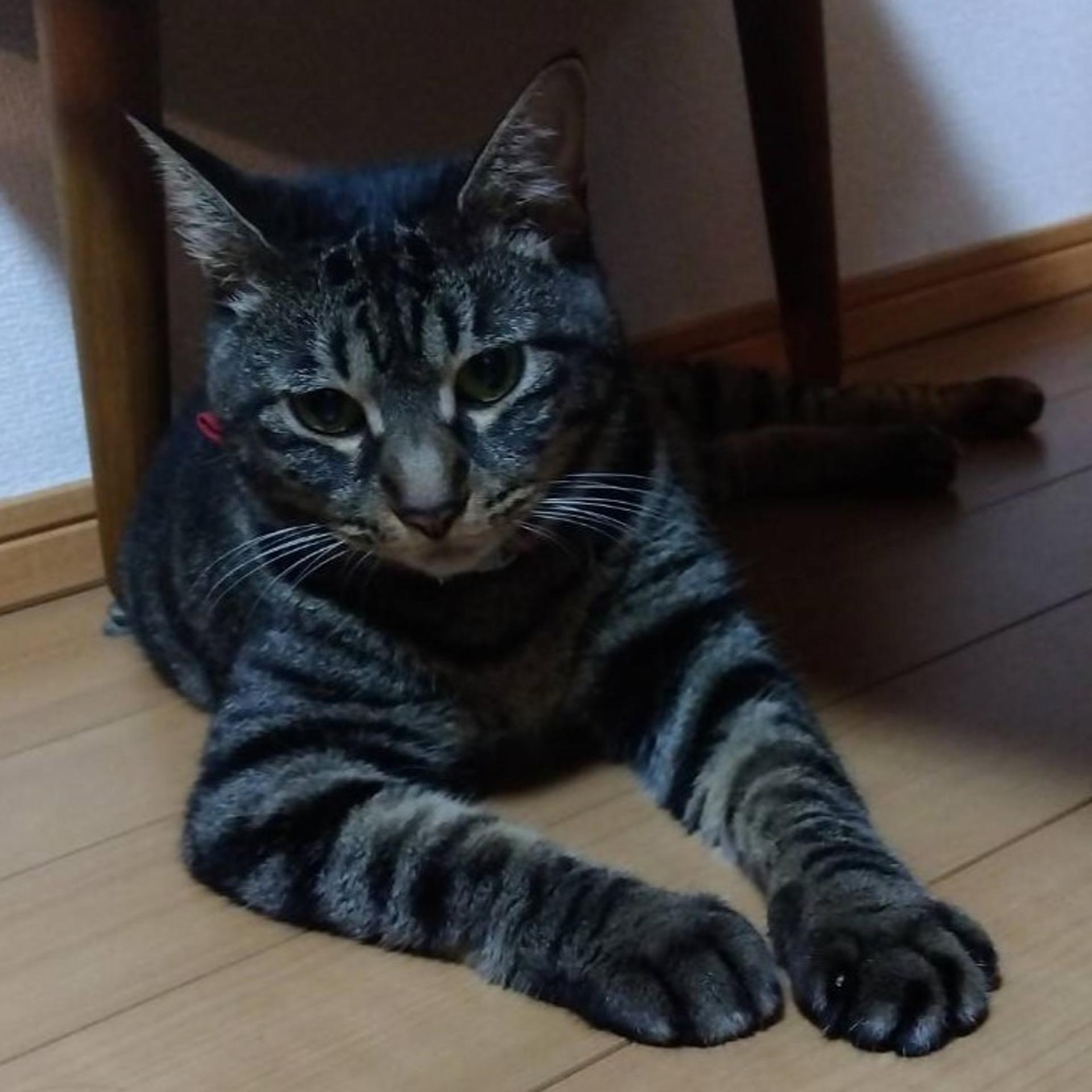 pet-image-4
