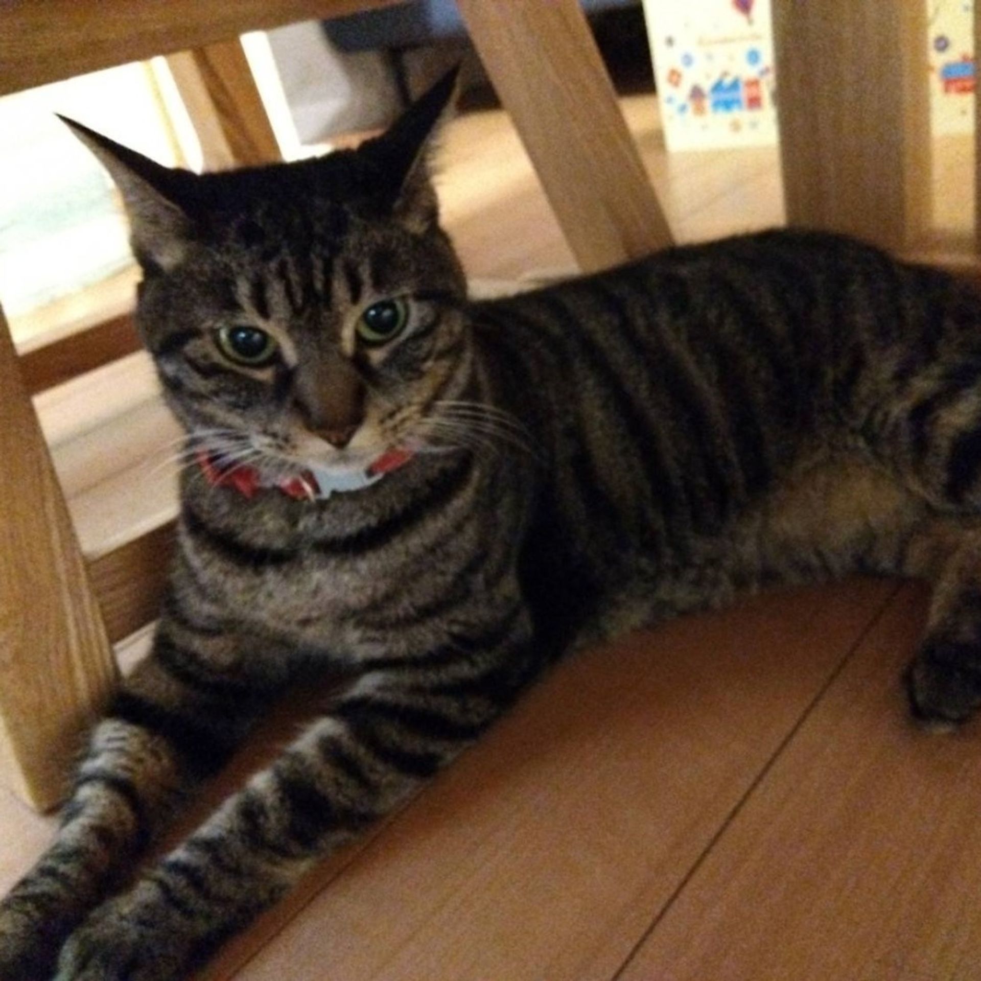 雑種（ミックス猫）・メスの里親募集の写真