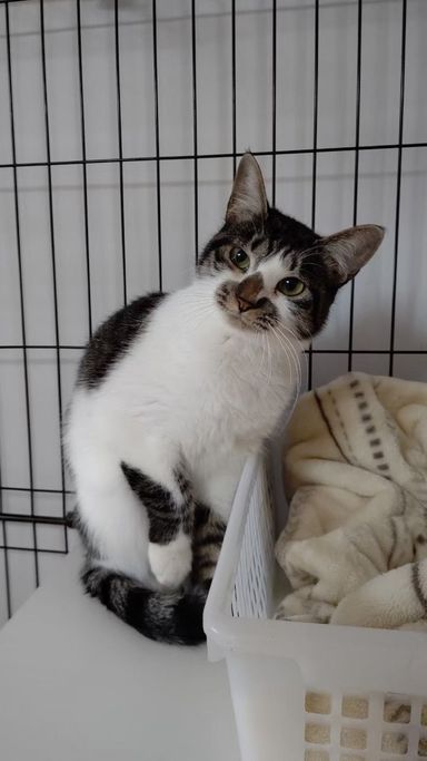 雑種（ミックス猫）・メスの里親募集の写真