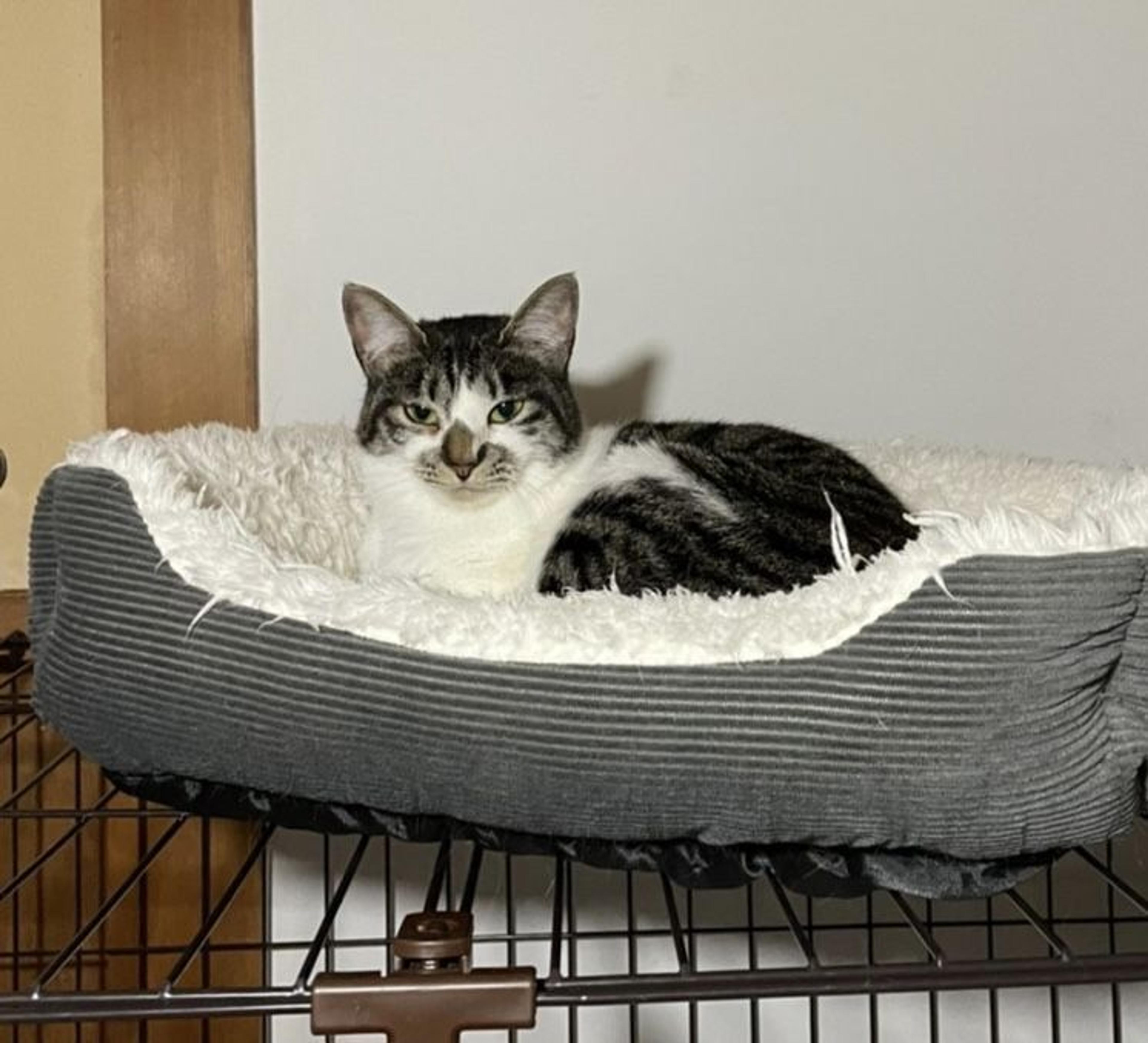 pet-image-3