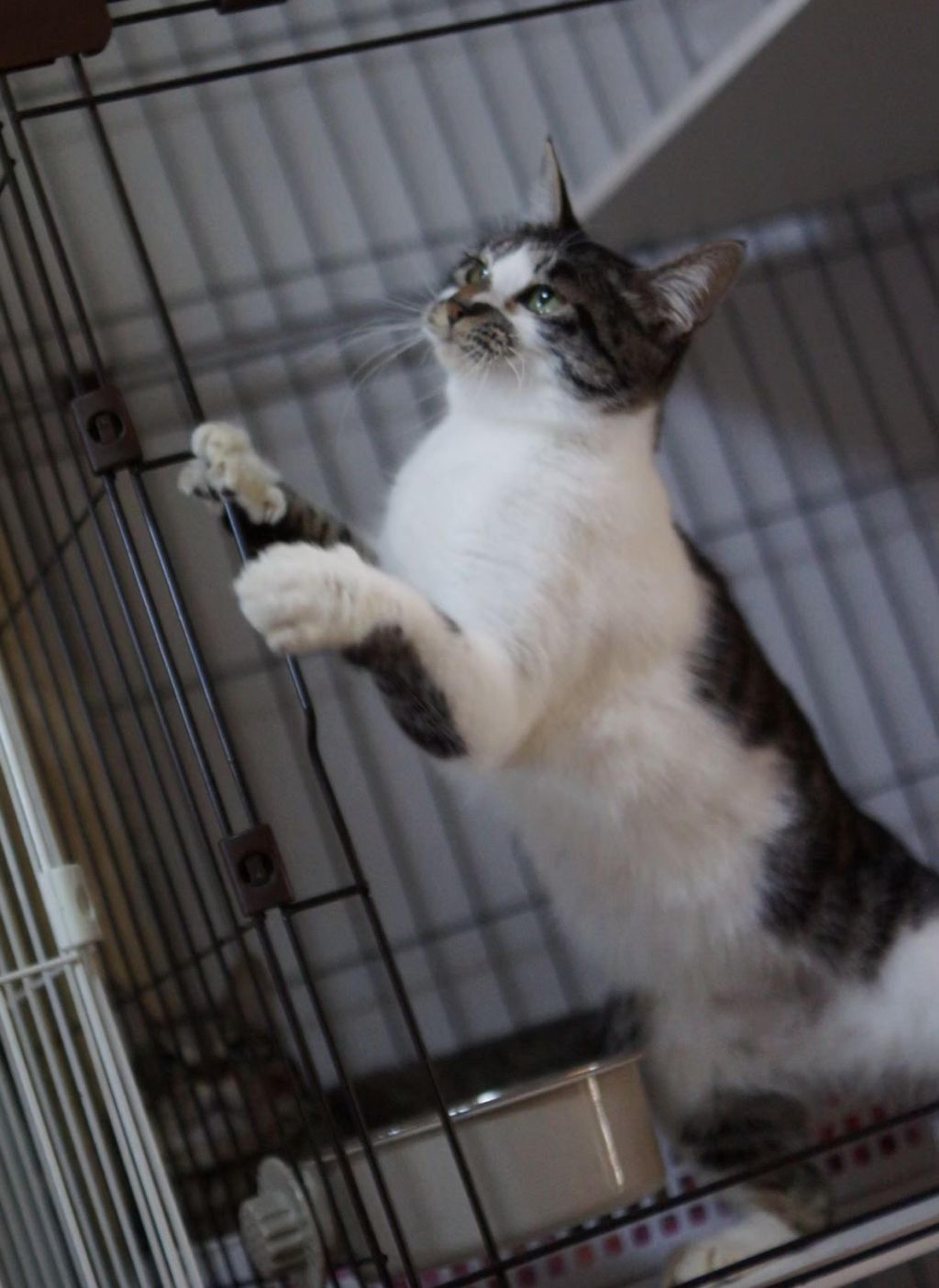 pet-image-5