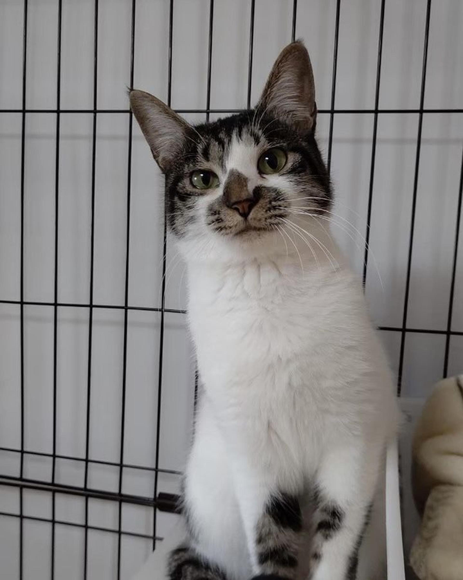pet-image-9