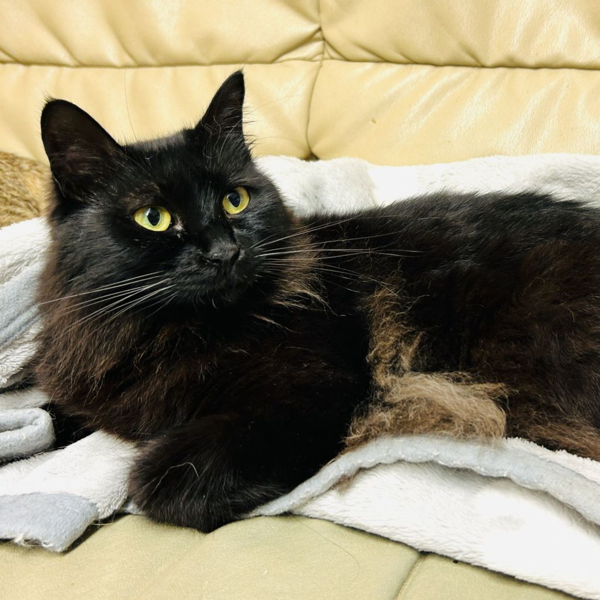 雑種（ミックス猫）・メスの里親募集の写真