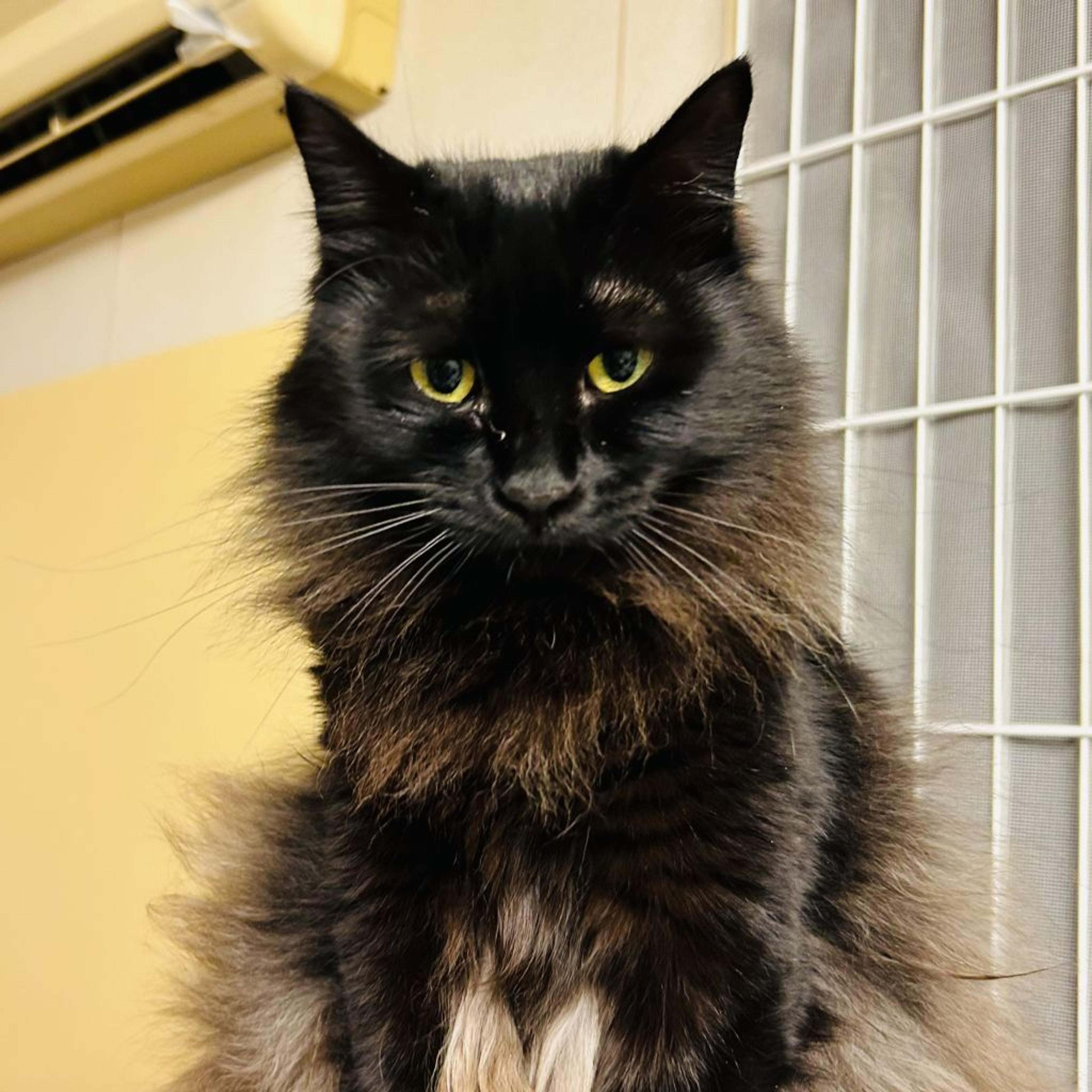 pet-image-3