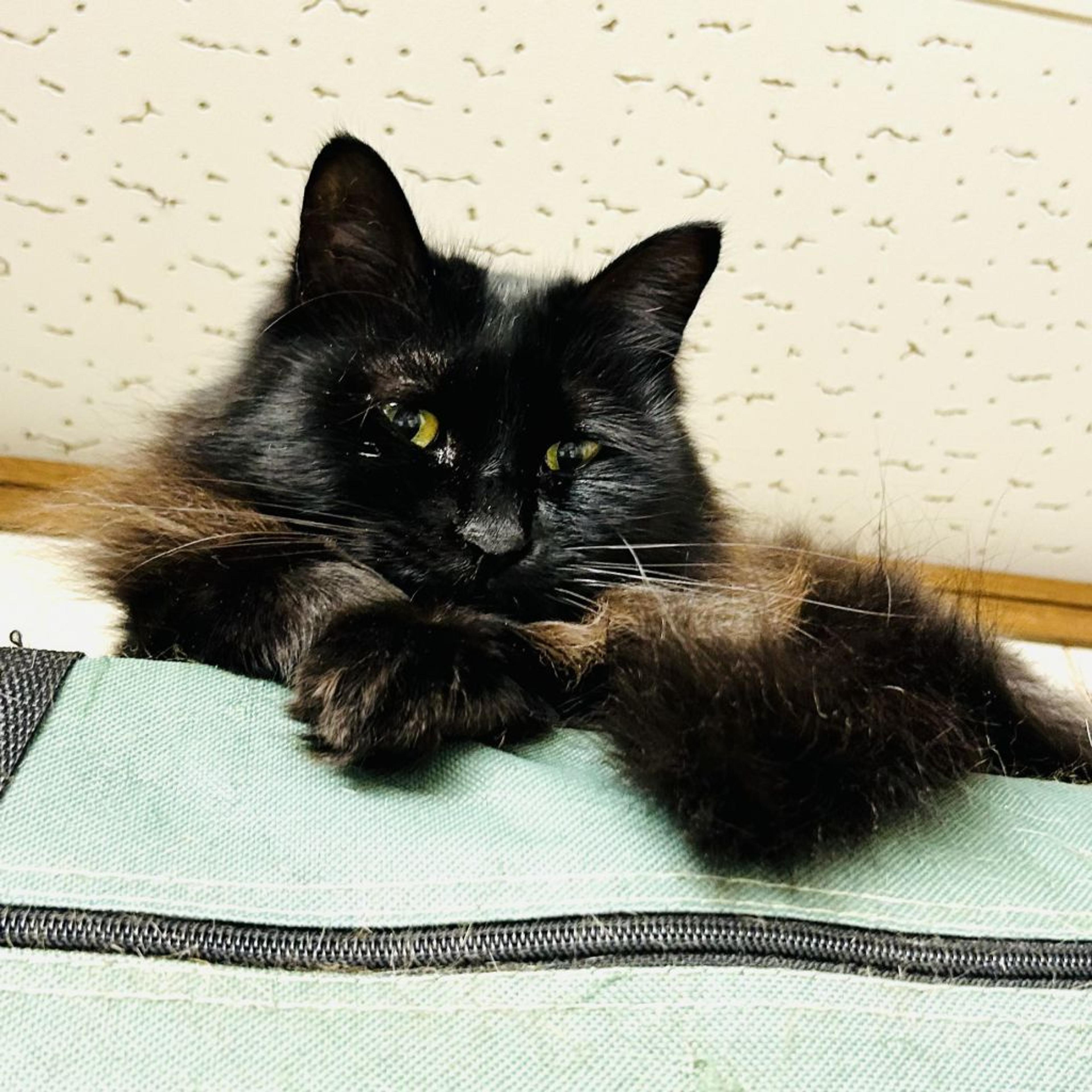 pet-image-4