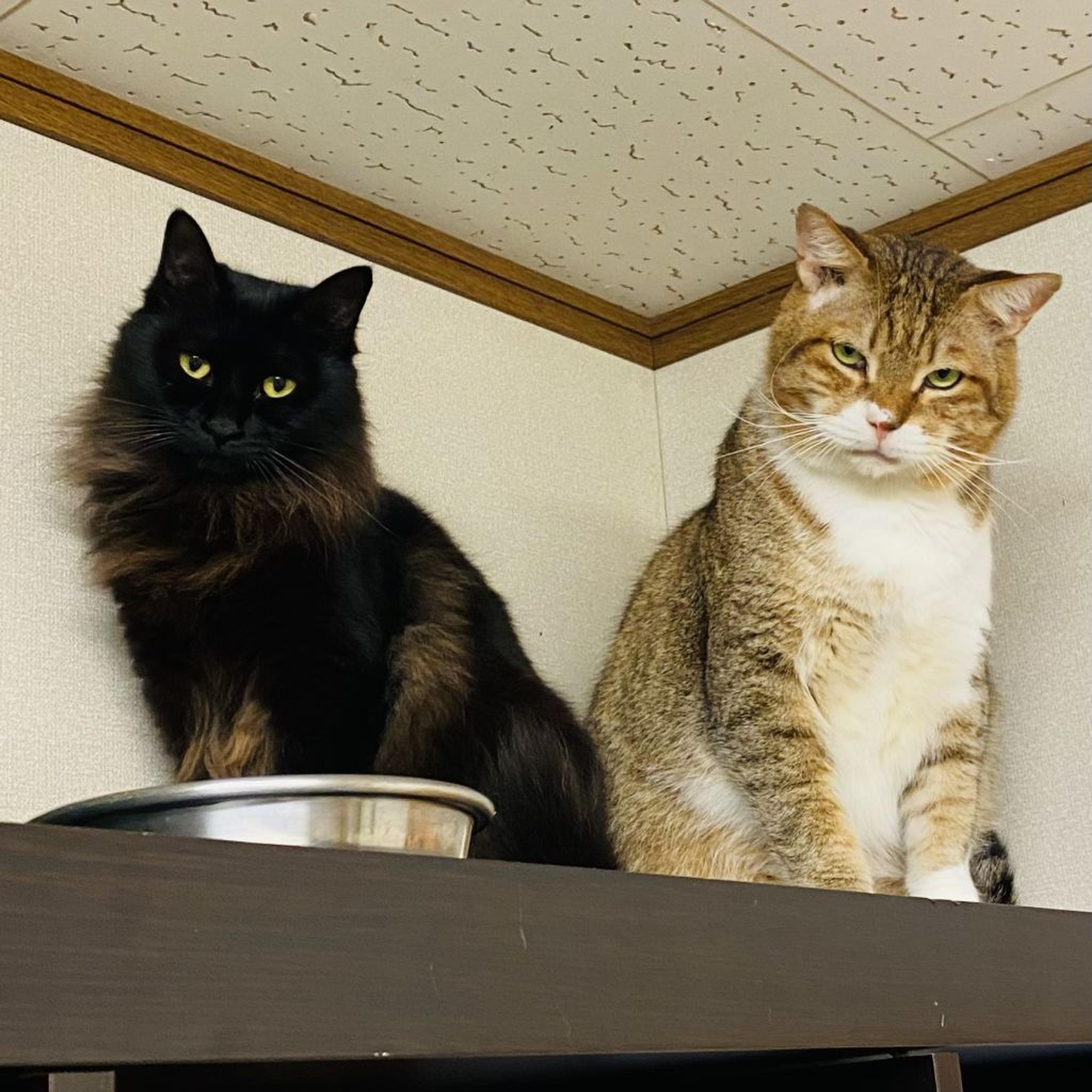 pet-image-5