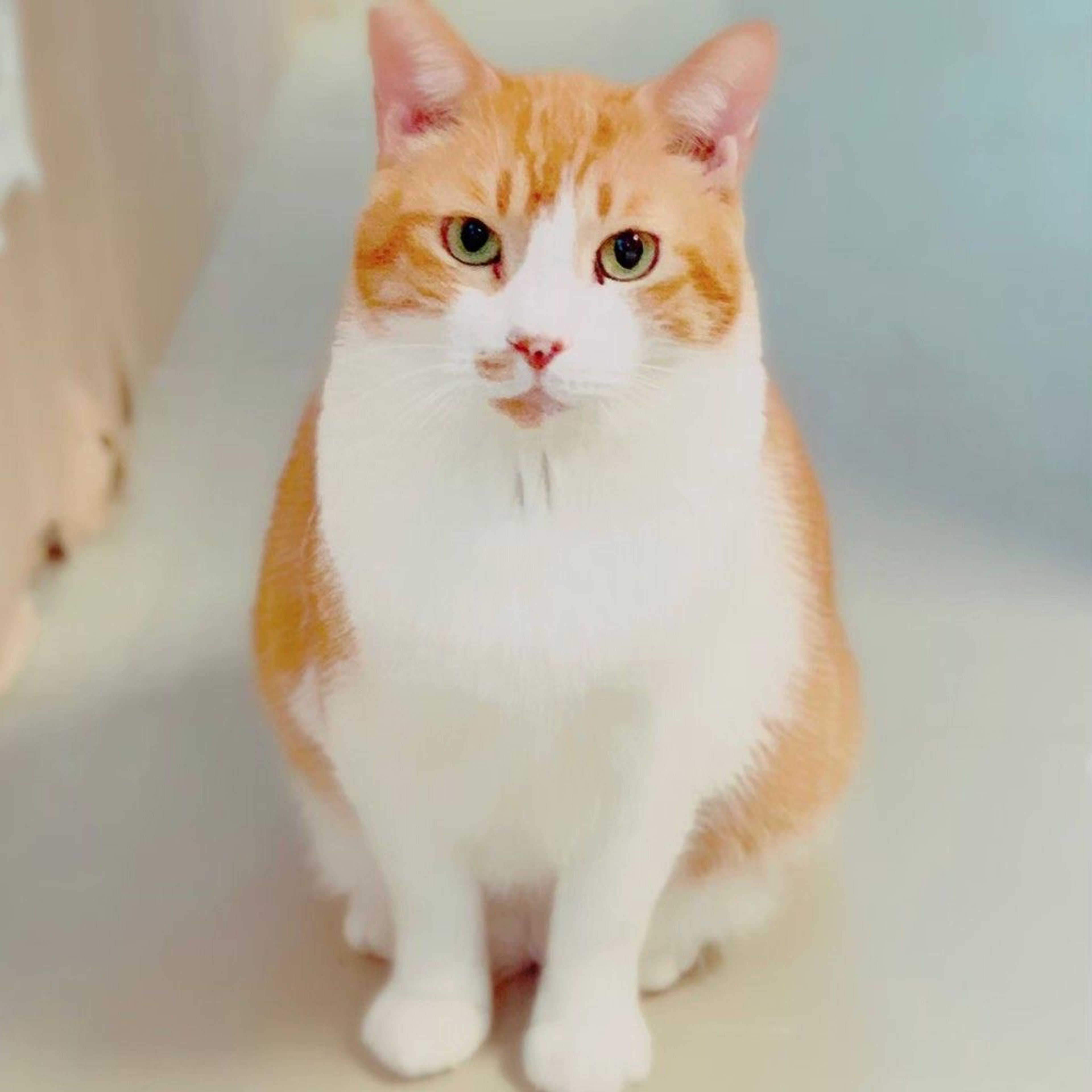 雑種（ミックス猫）・オスの里親募集の写真