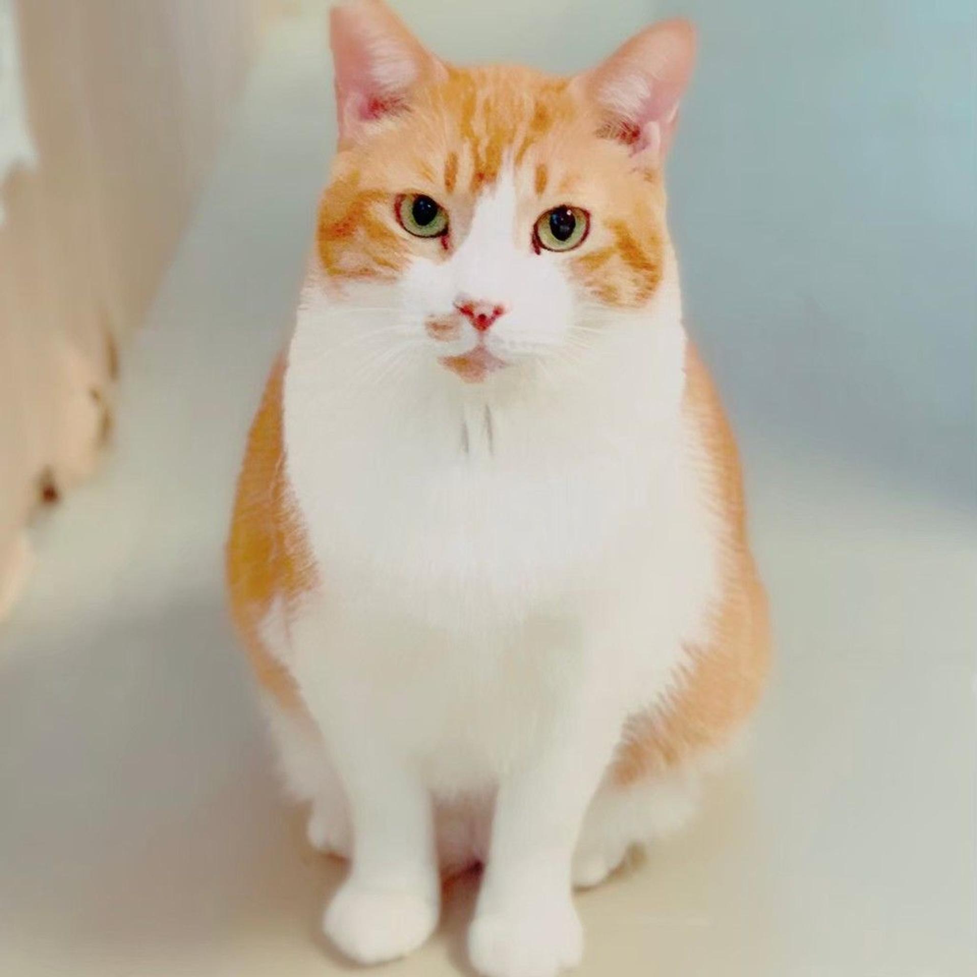 pet-image-2