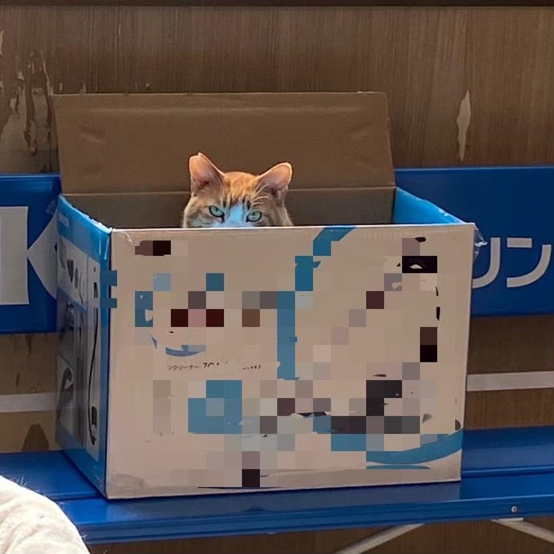 pet-image-3