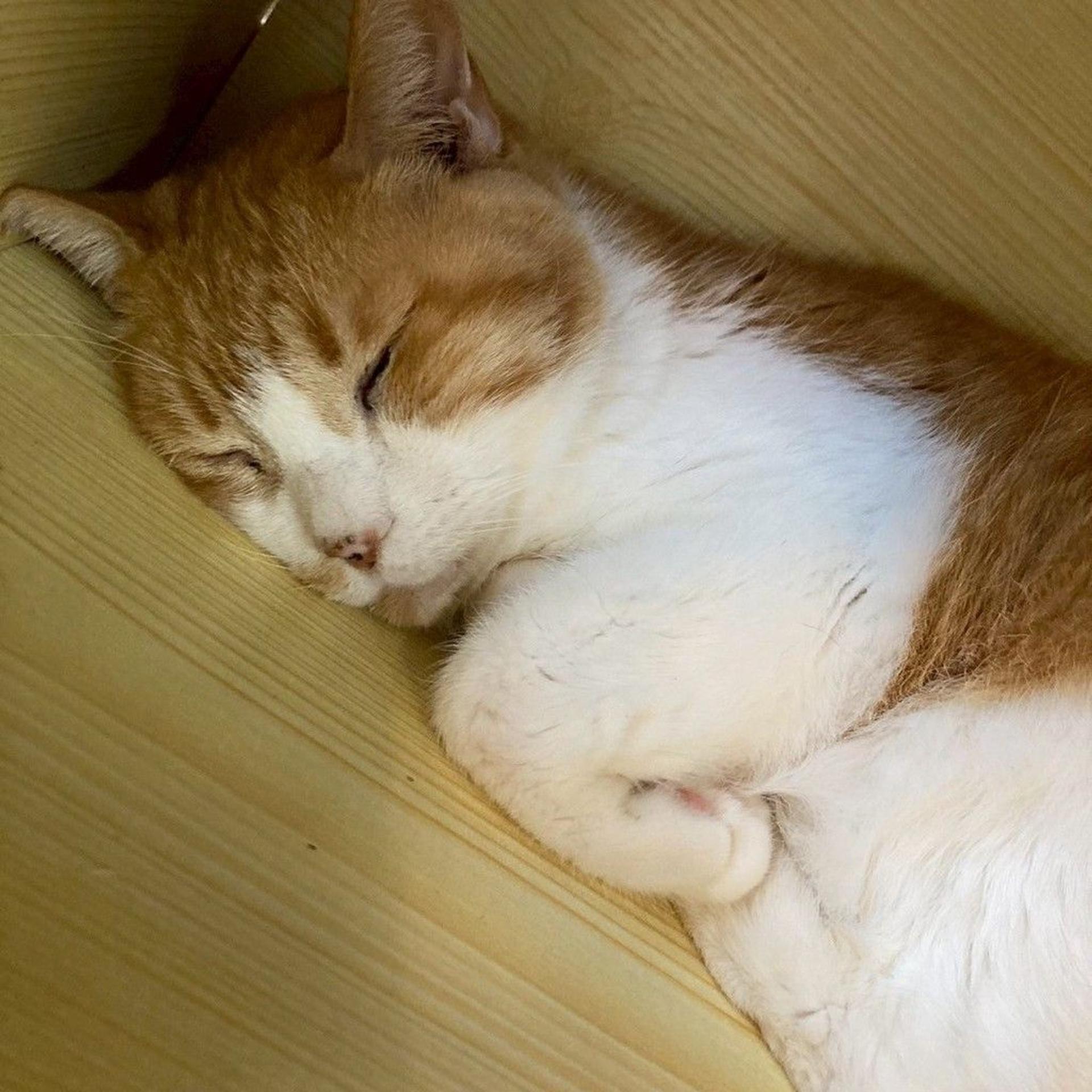pet-image-4