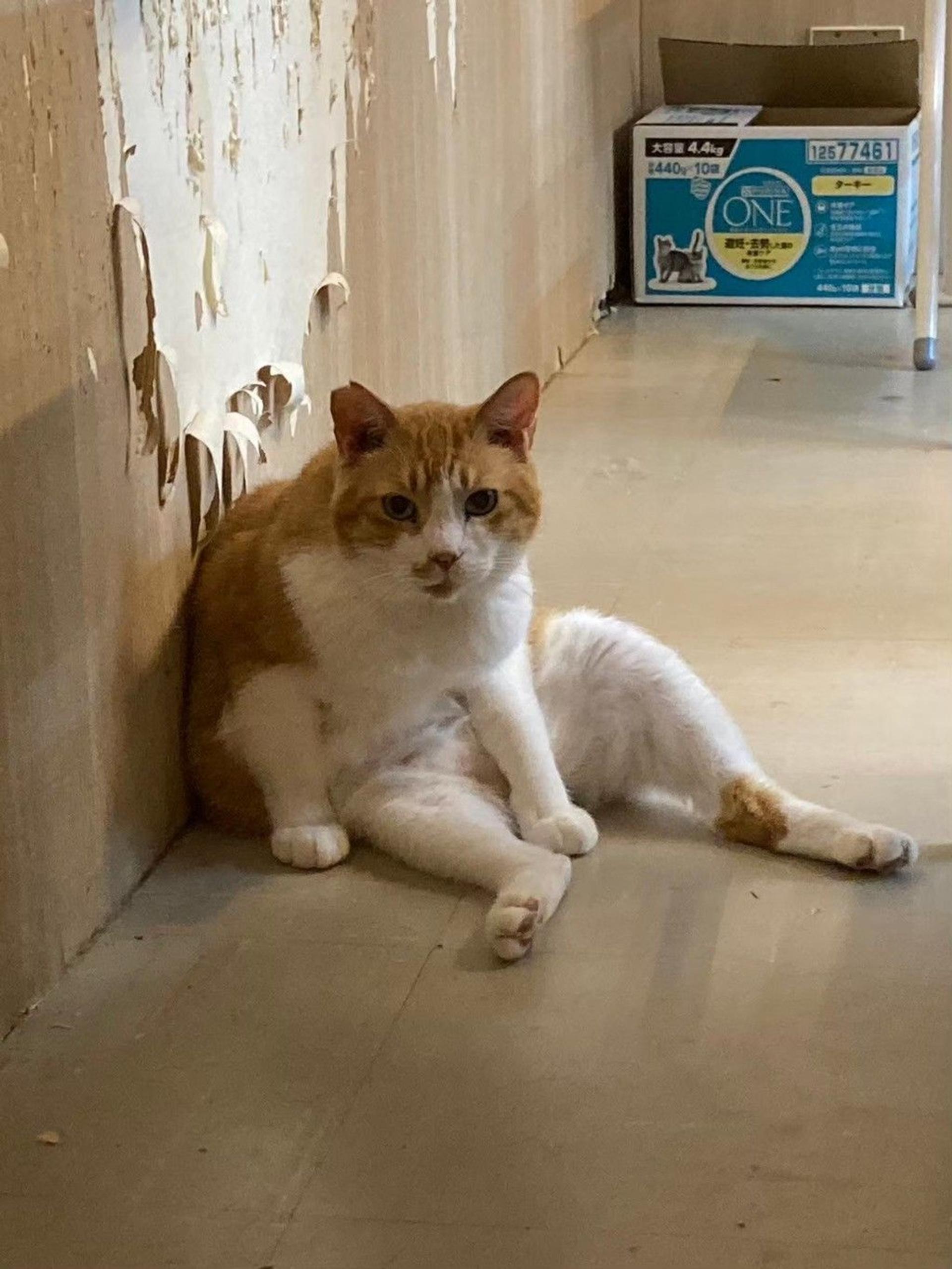 pet-image-5