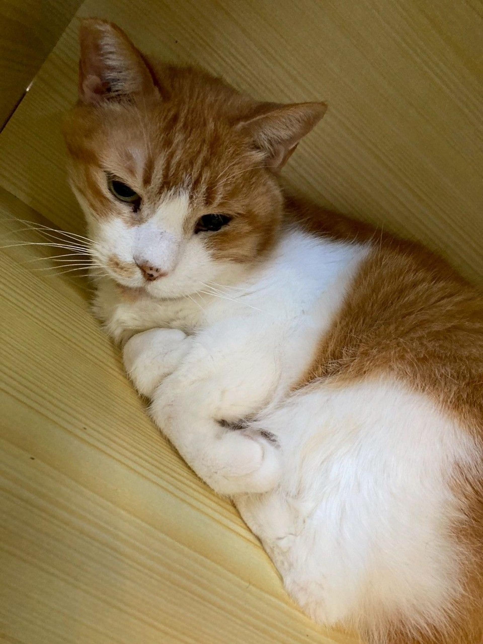 pet-image-6