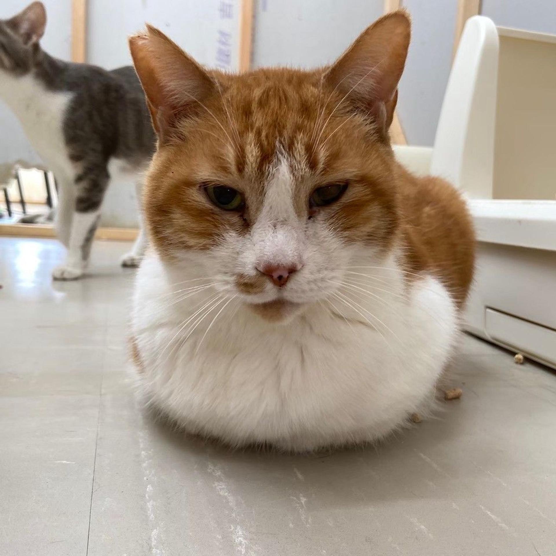 pet-image-7