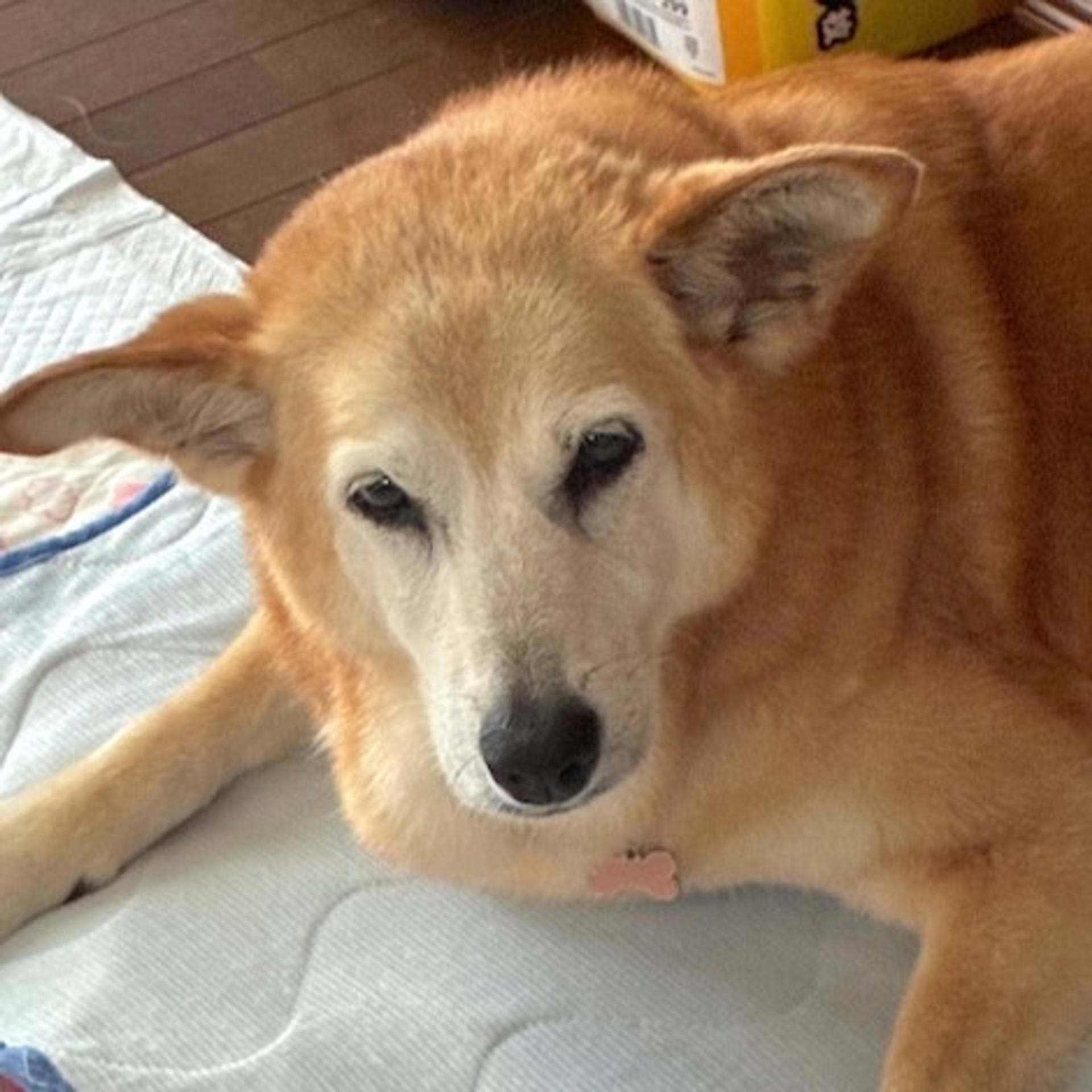 雑種（ミックス犬）・メスの里親募集の写真