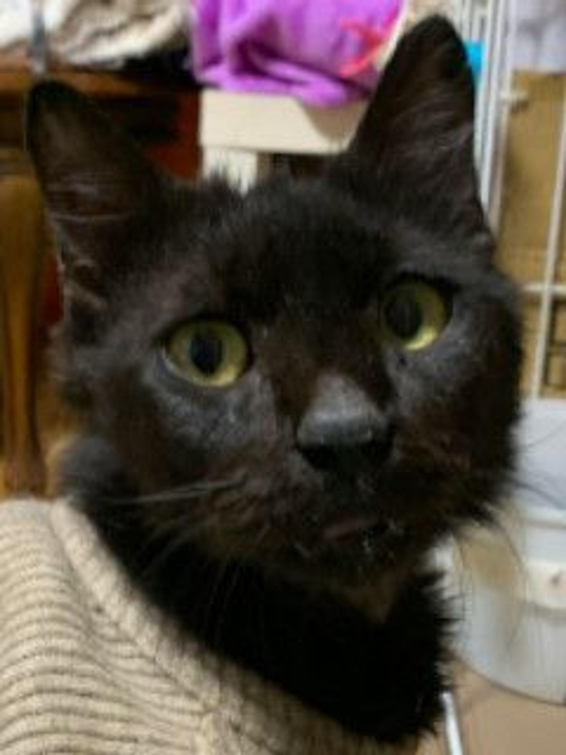 雑種（ミックス猫）・オスの里親募集の写真
