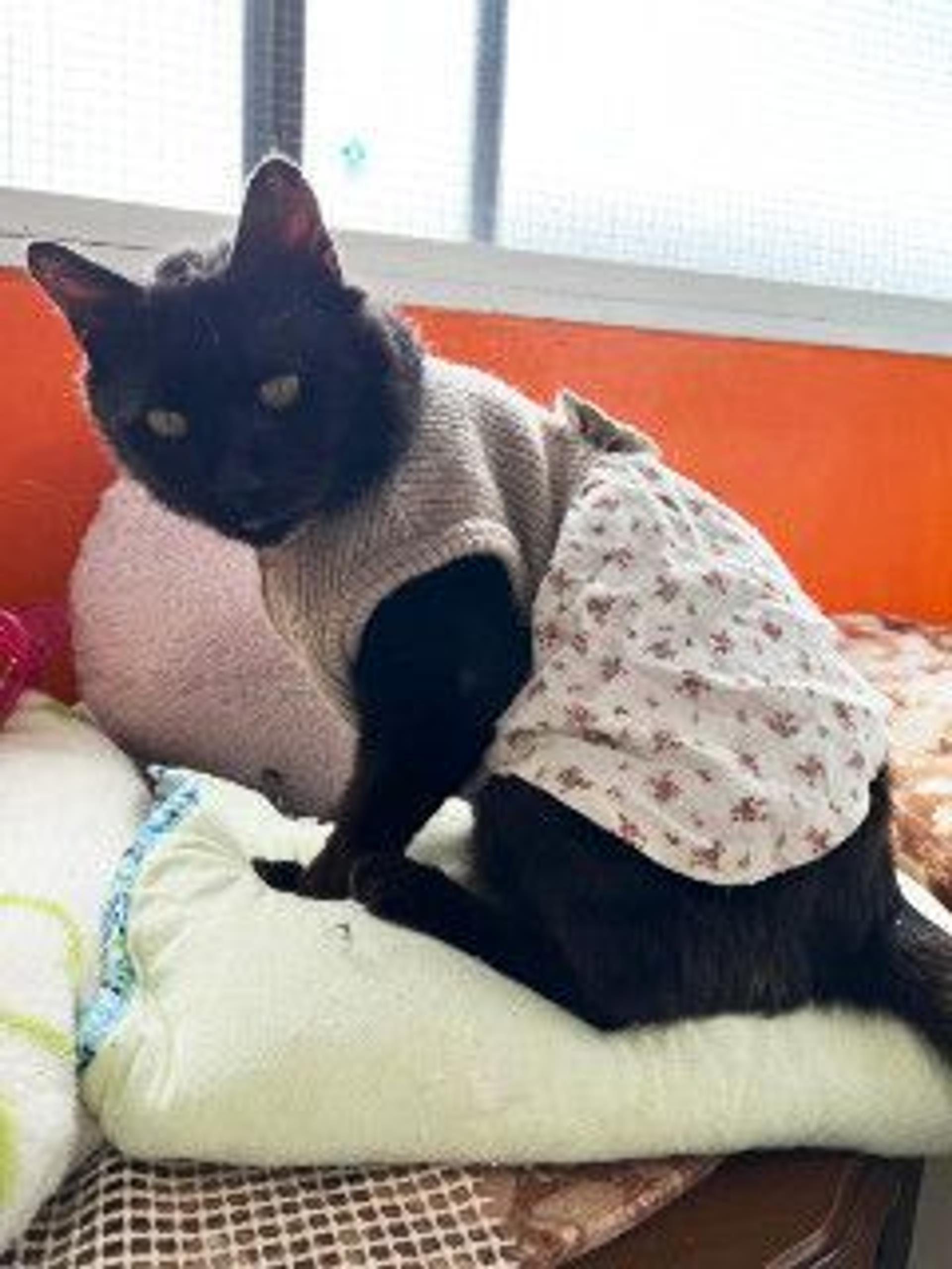 pet-image-5