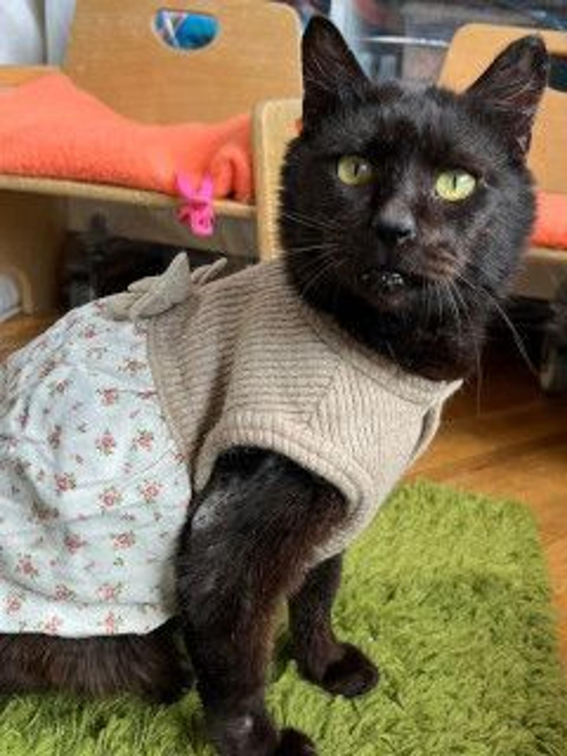 pet-image-7