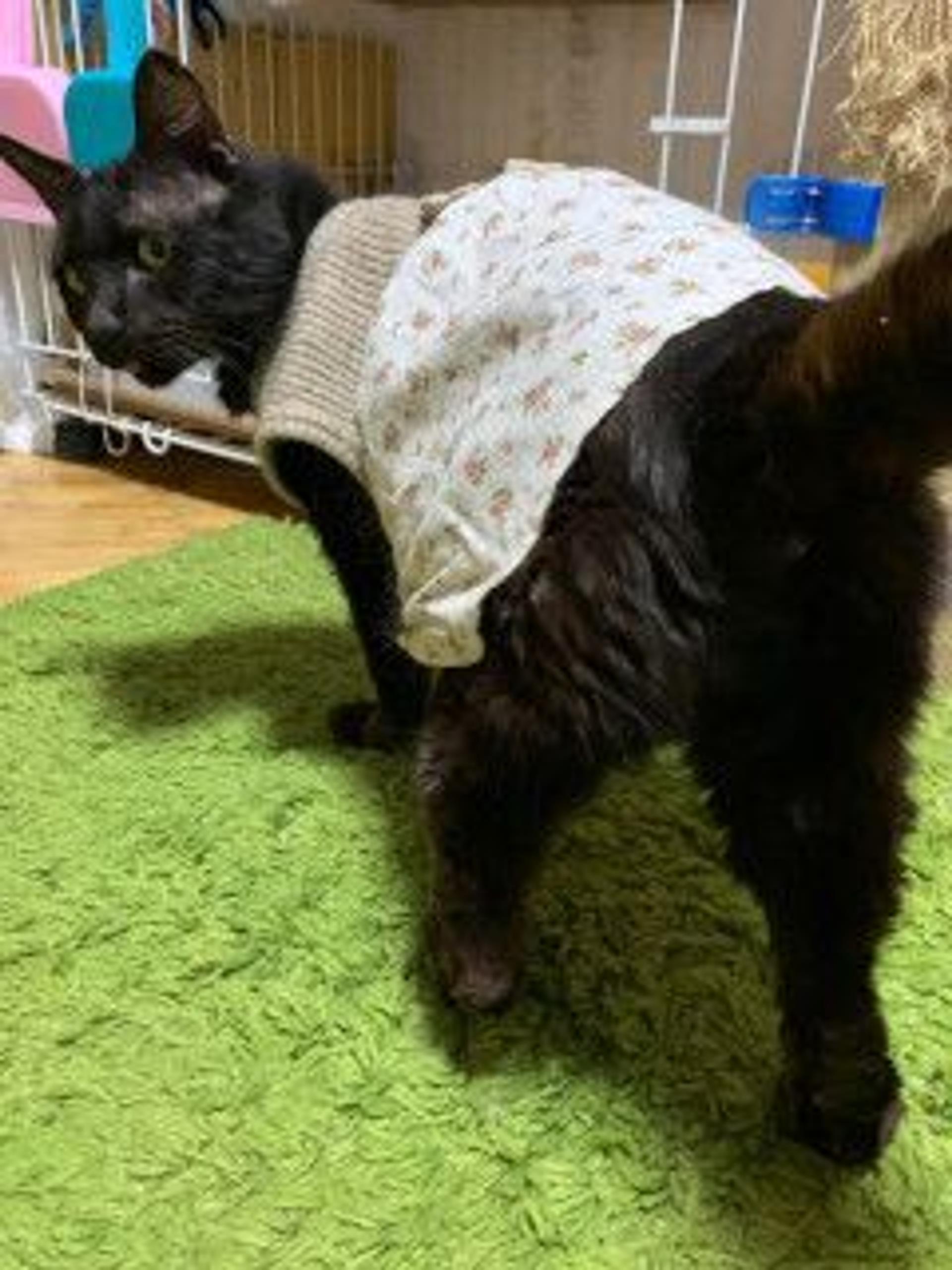pet-image-8