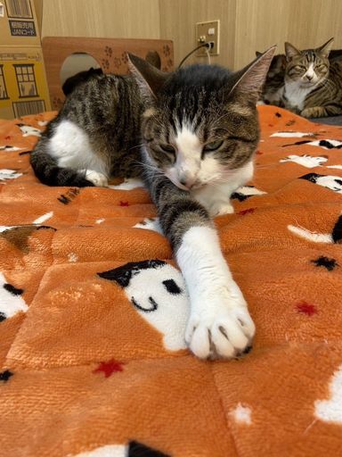 雑種（ミックス猫）・メスの里親募集の写真