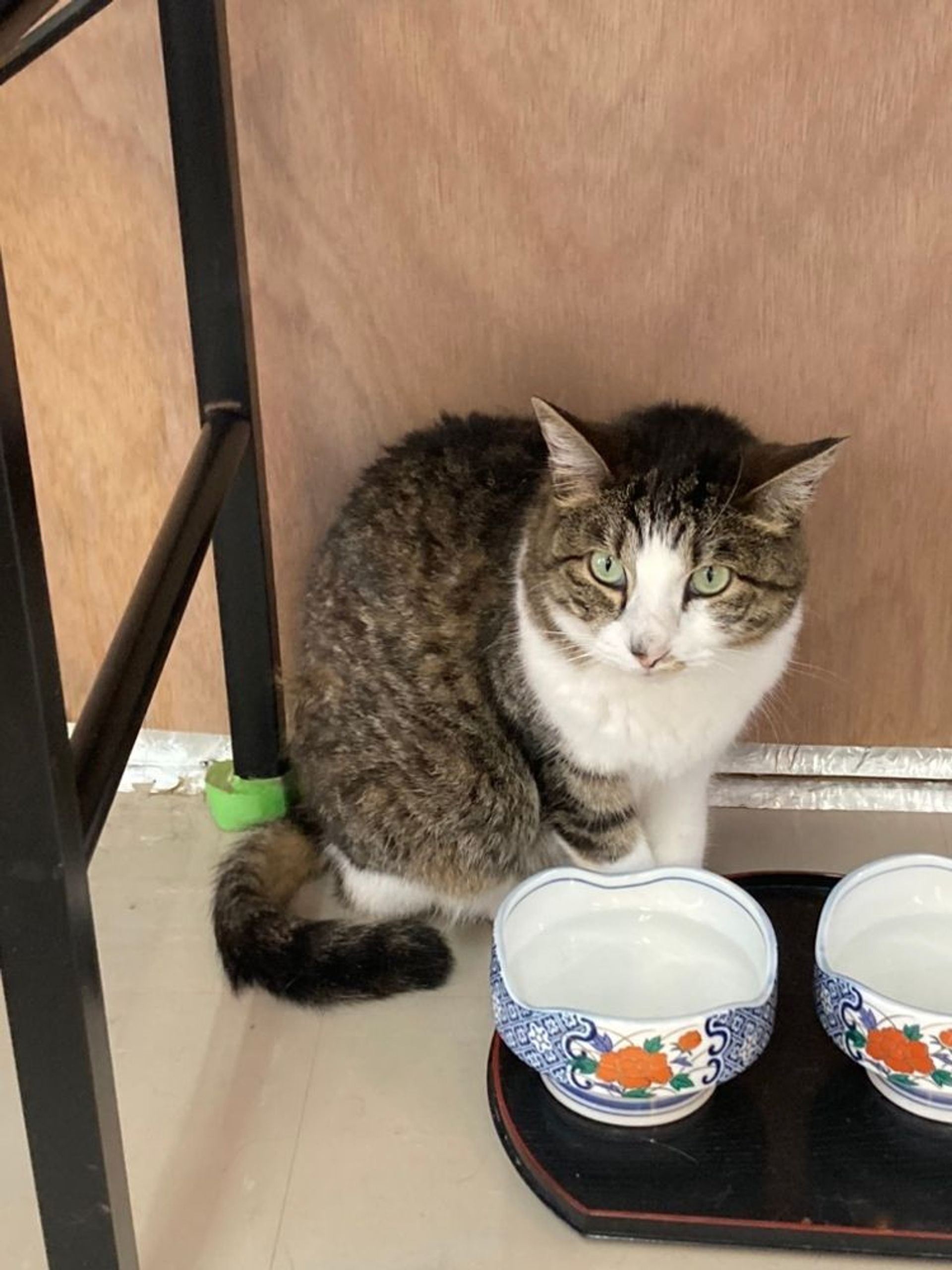 雑種（ミックス猫）・メスの里親募集の写真