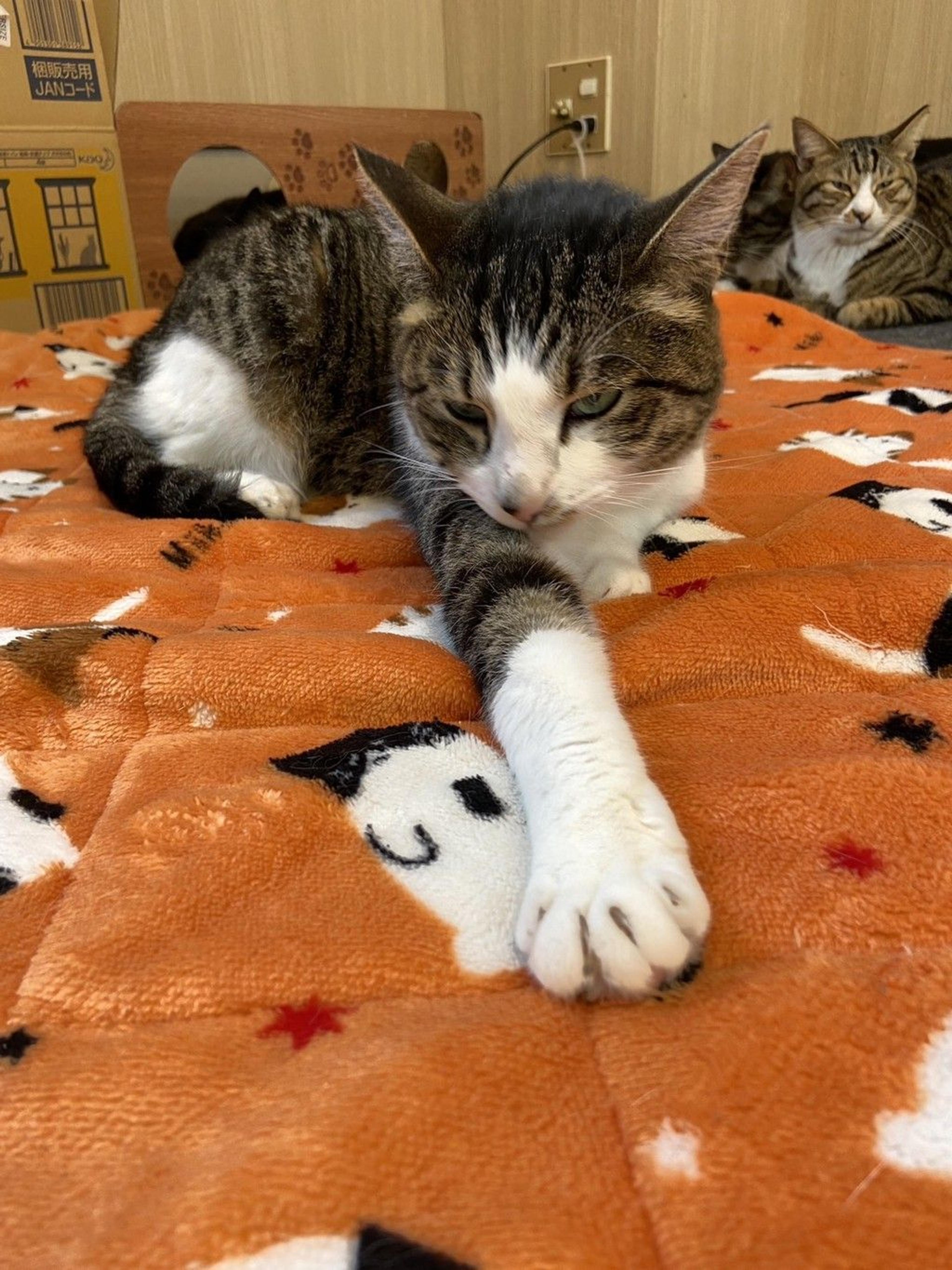 pet-image-2