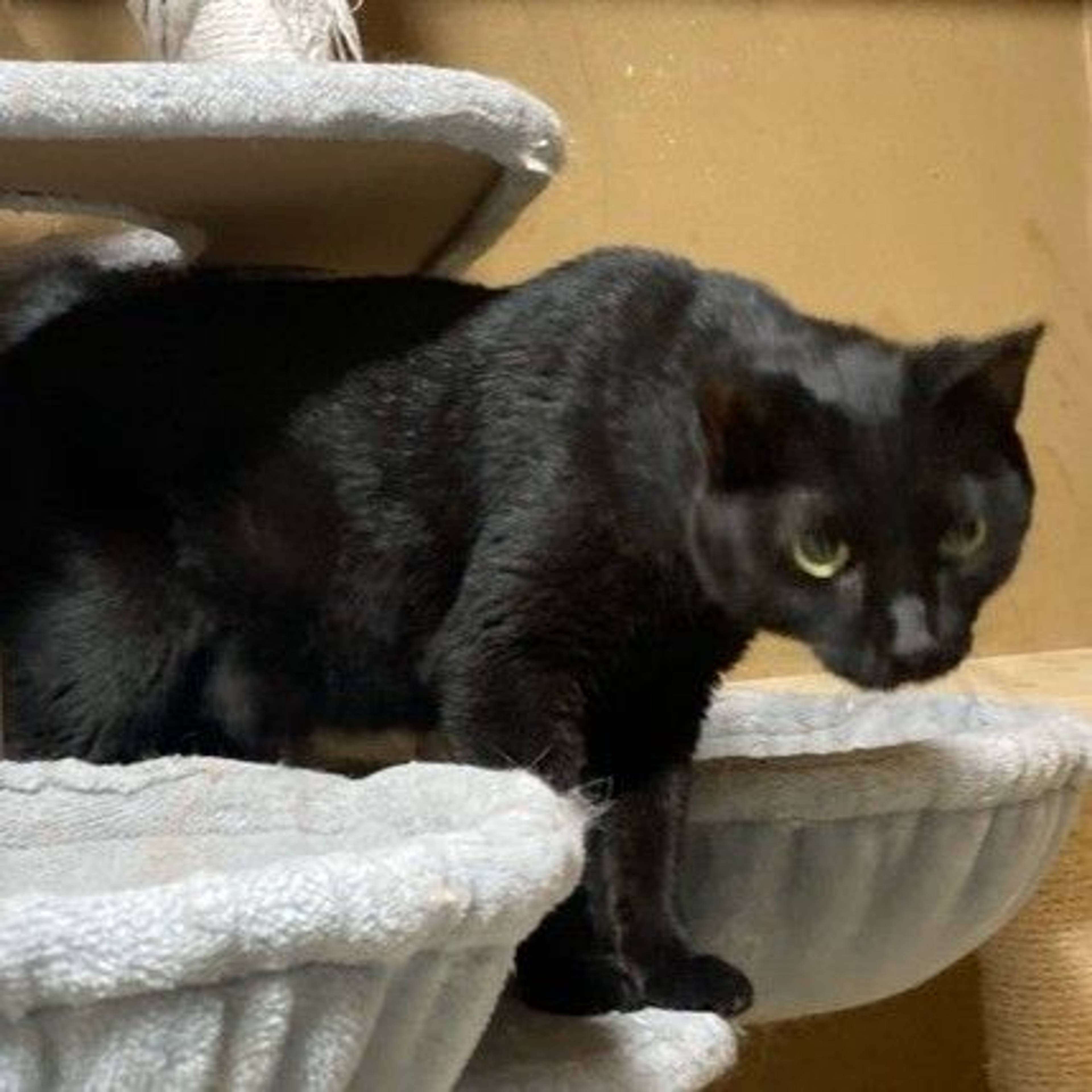 雑種（ミックス猫）・メスの里親募集の写真
