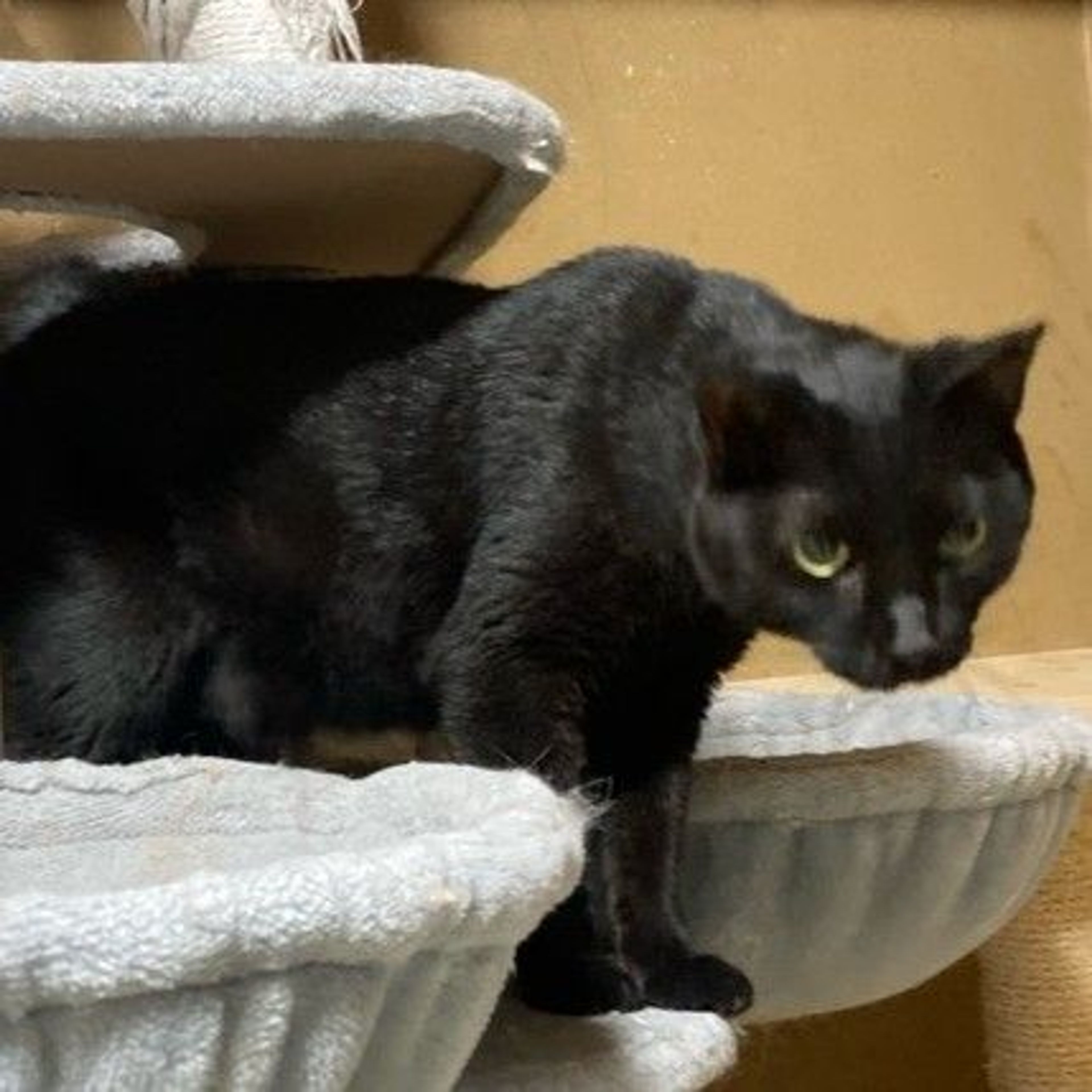 雑種（ミックス猫）・メスの里親募集の写真