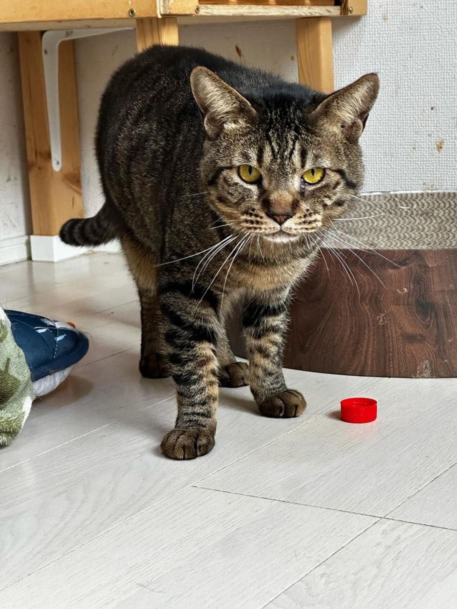 pet-image-8