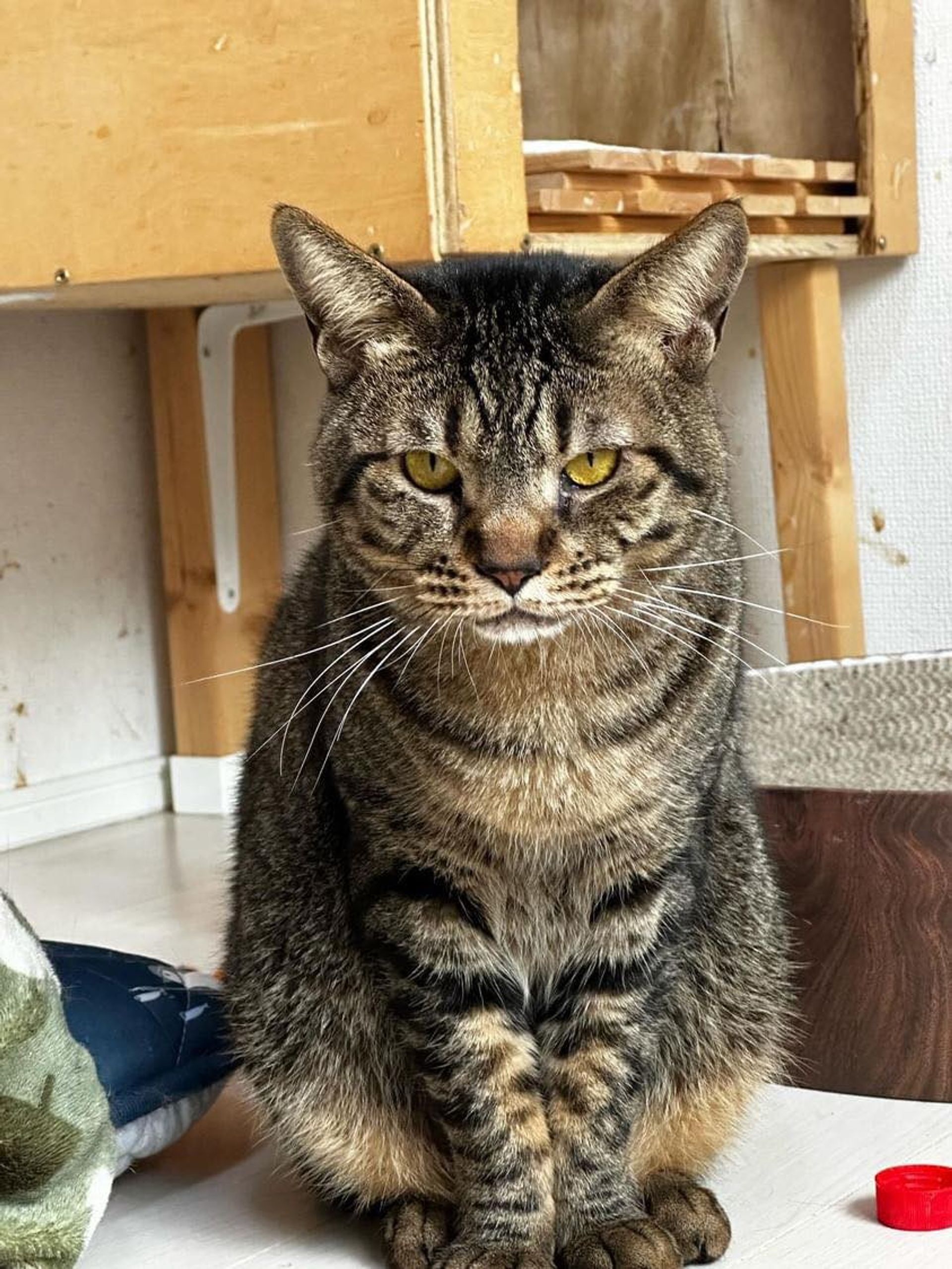 雑種（ミックス猫）・オスの里親募集の写真