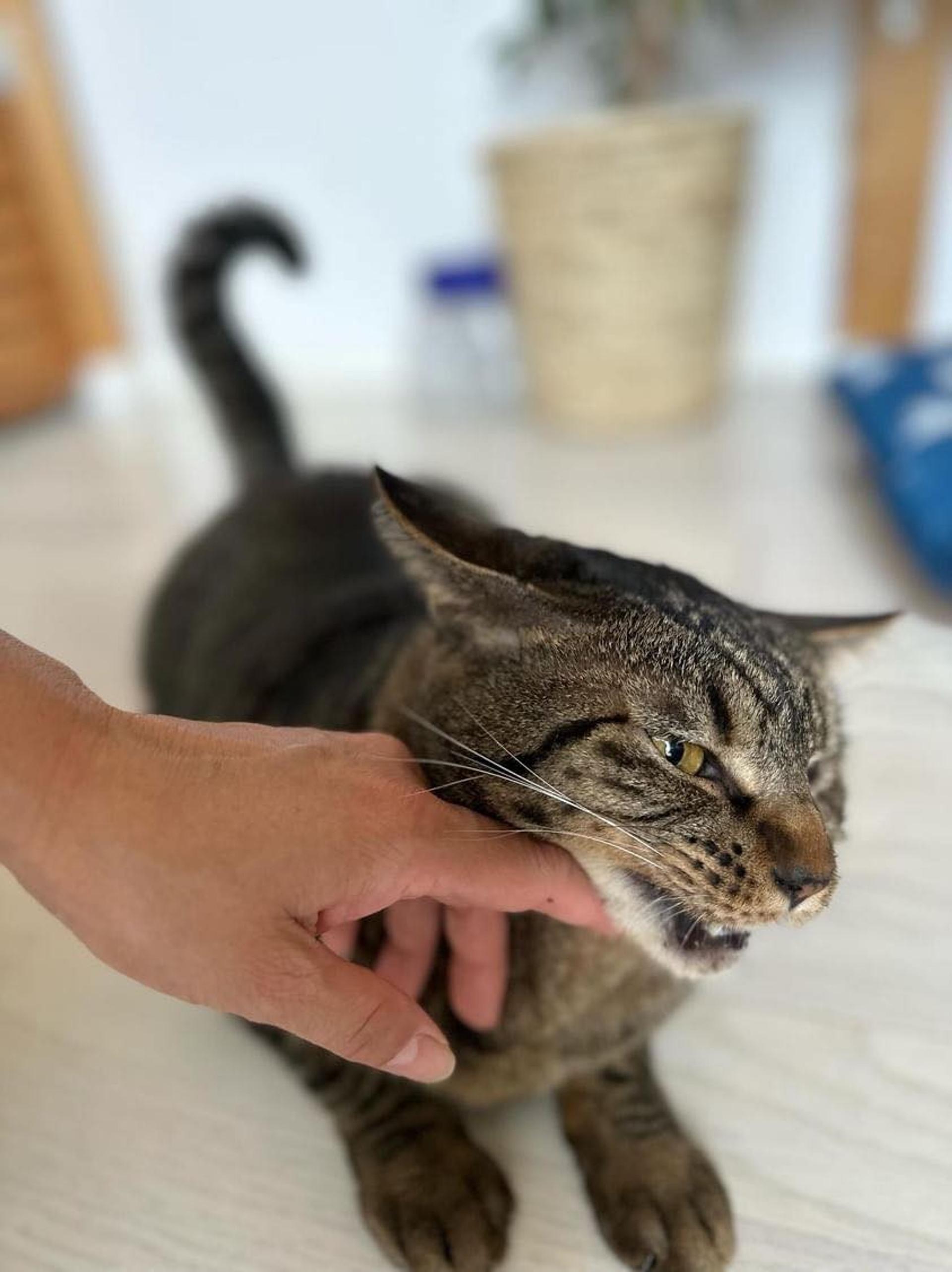 pet-image-7