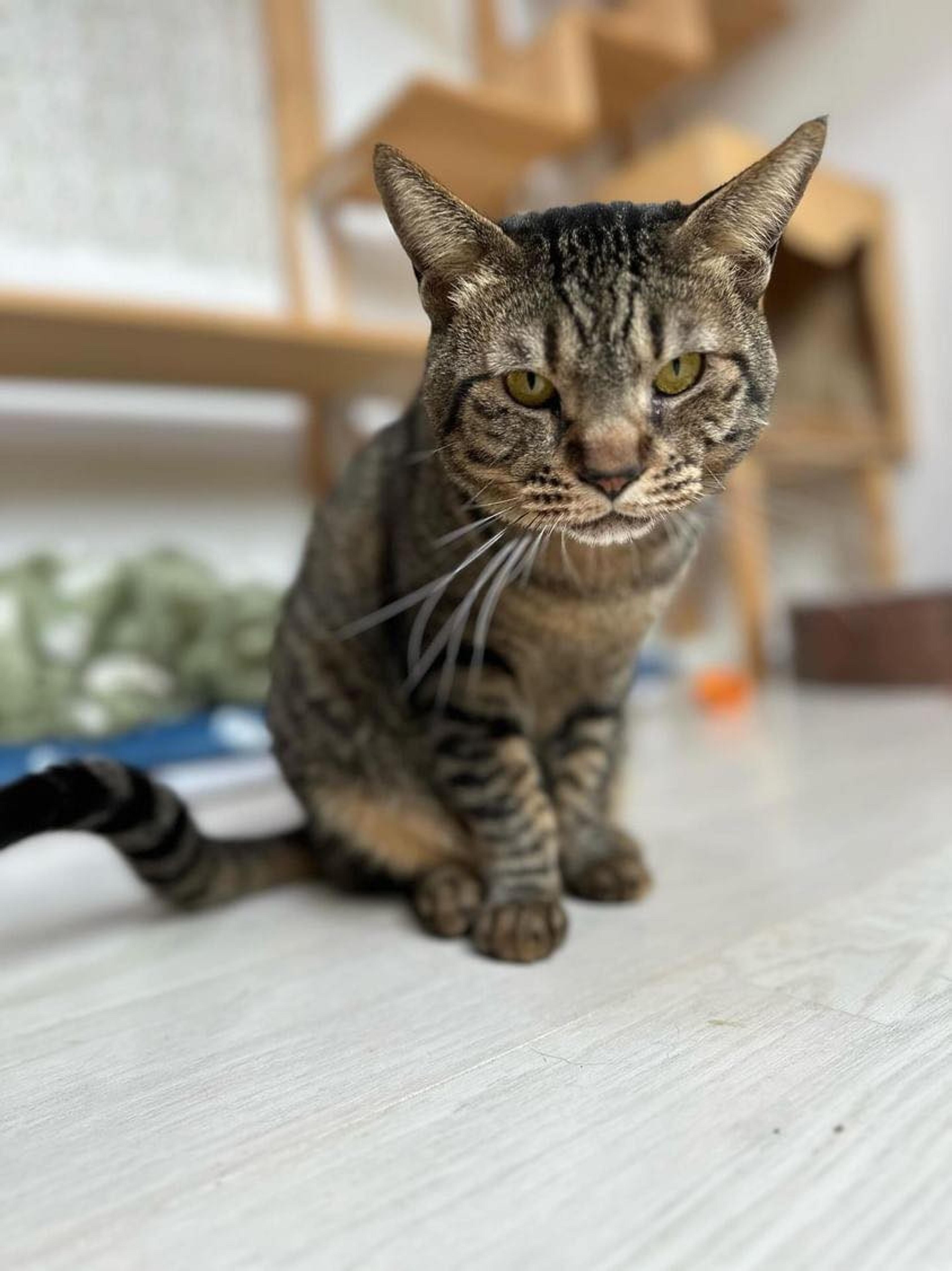pet-image-2