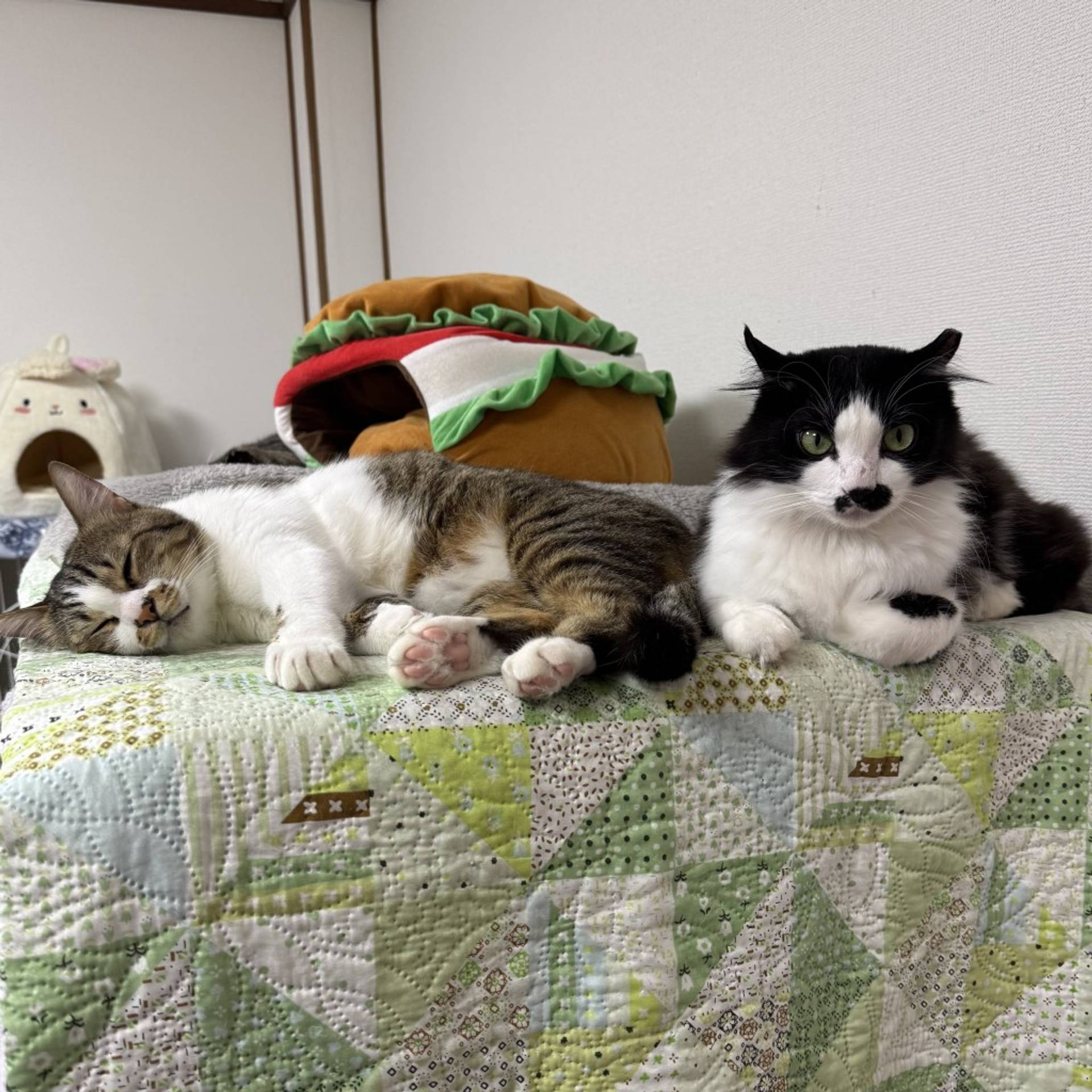 雑種（ミックス猫）・オスの里親募集の写真