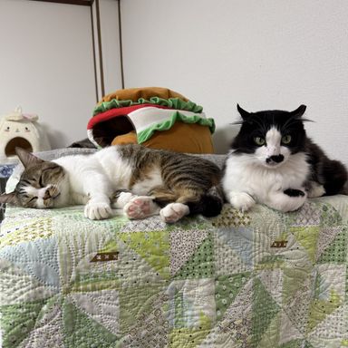 トラ君&ハナちゃん