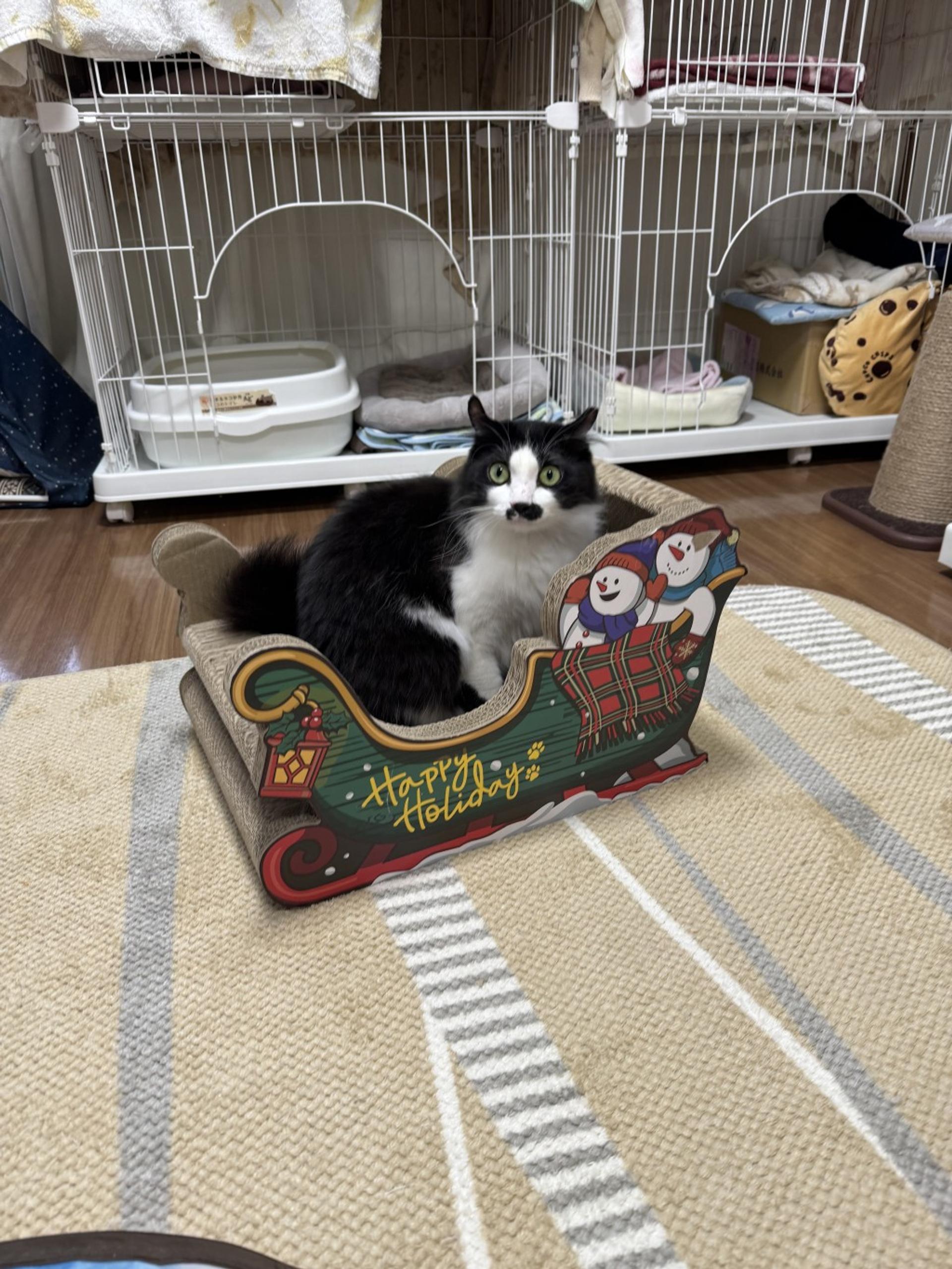 pet-image-4