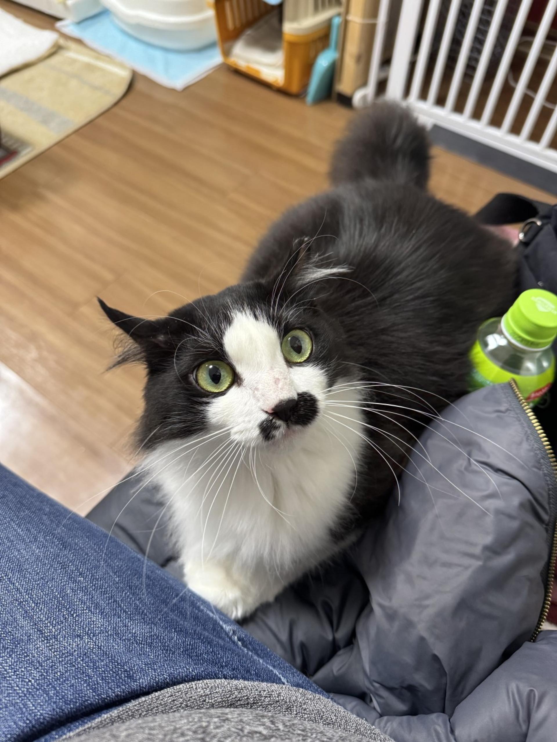 pet-image-3
