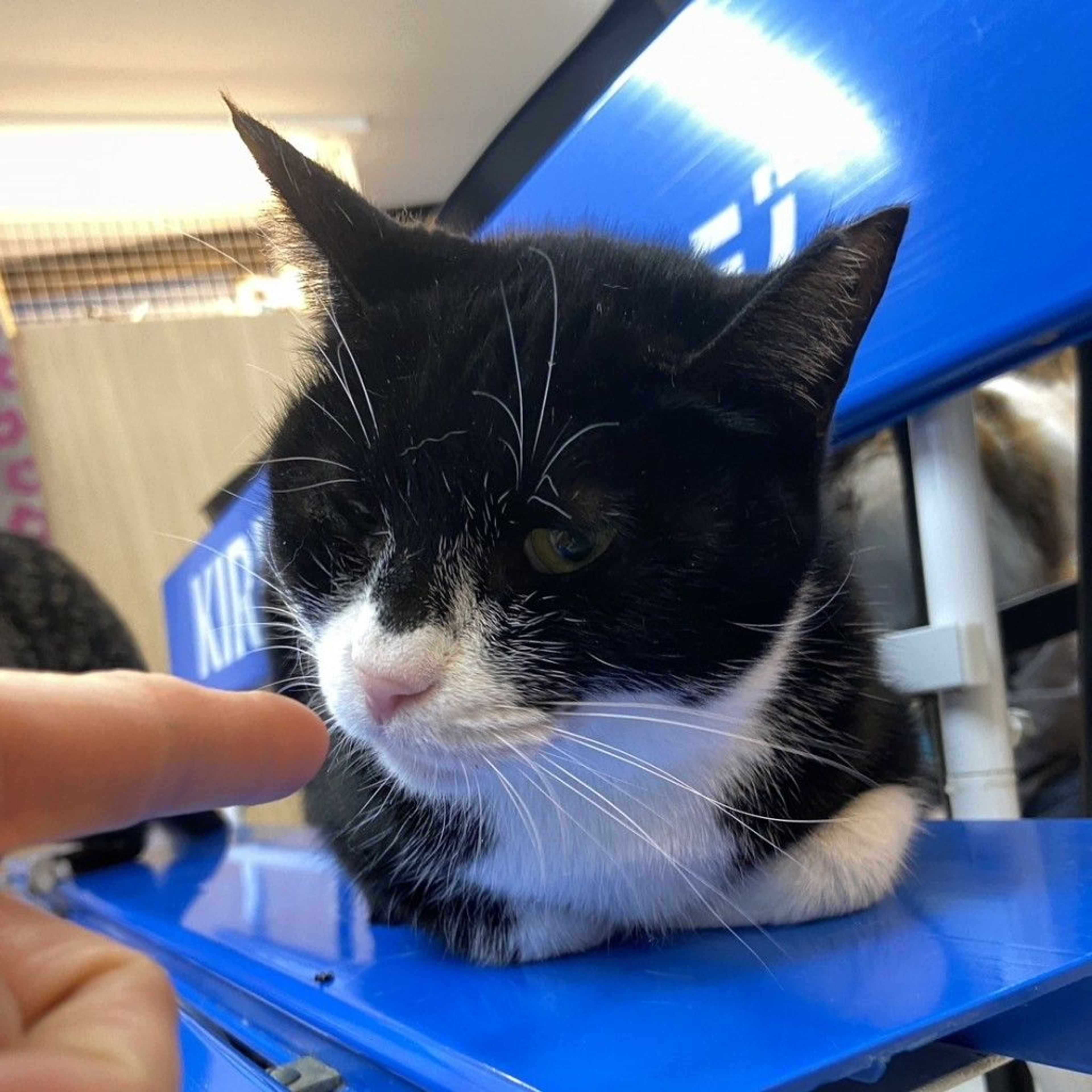 雑種（ミックス猫）・メスの里親募集の写真