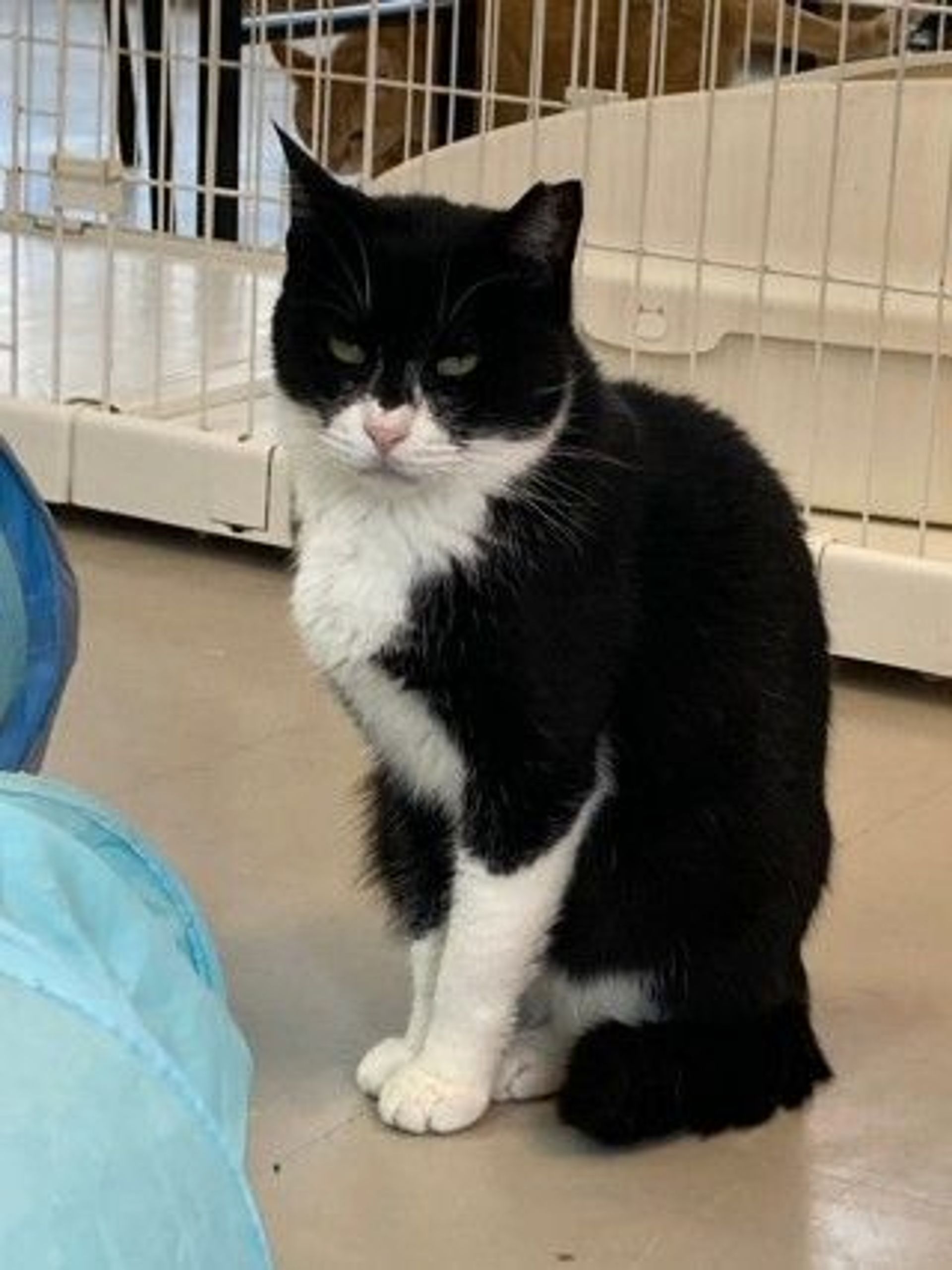 雑種（ミックス猫）・メスの里親募集の写真